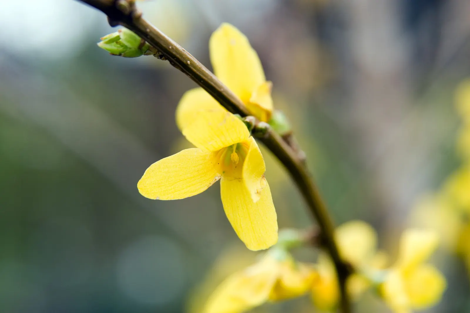 Lynwood Gold Forsythia (Forsythia X Intermedia 'Lynwood') — scientifically named Forsythia x intermedia 'Lynwood'; with masses of blooms covering the branches