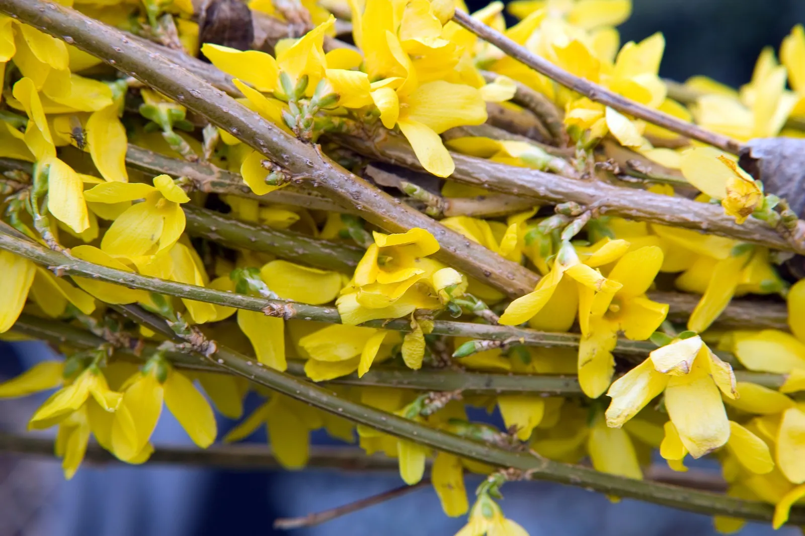 Lynwood Gold Forsythia (Forsythia X Intermedia 'Lynwood') — a bright green during the growing season; though it can tolerate light shade