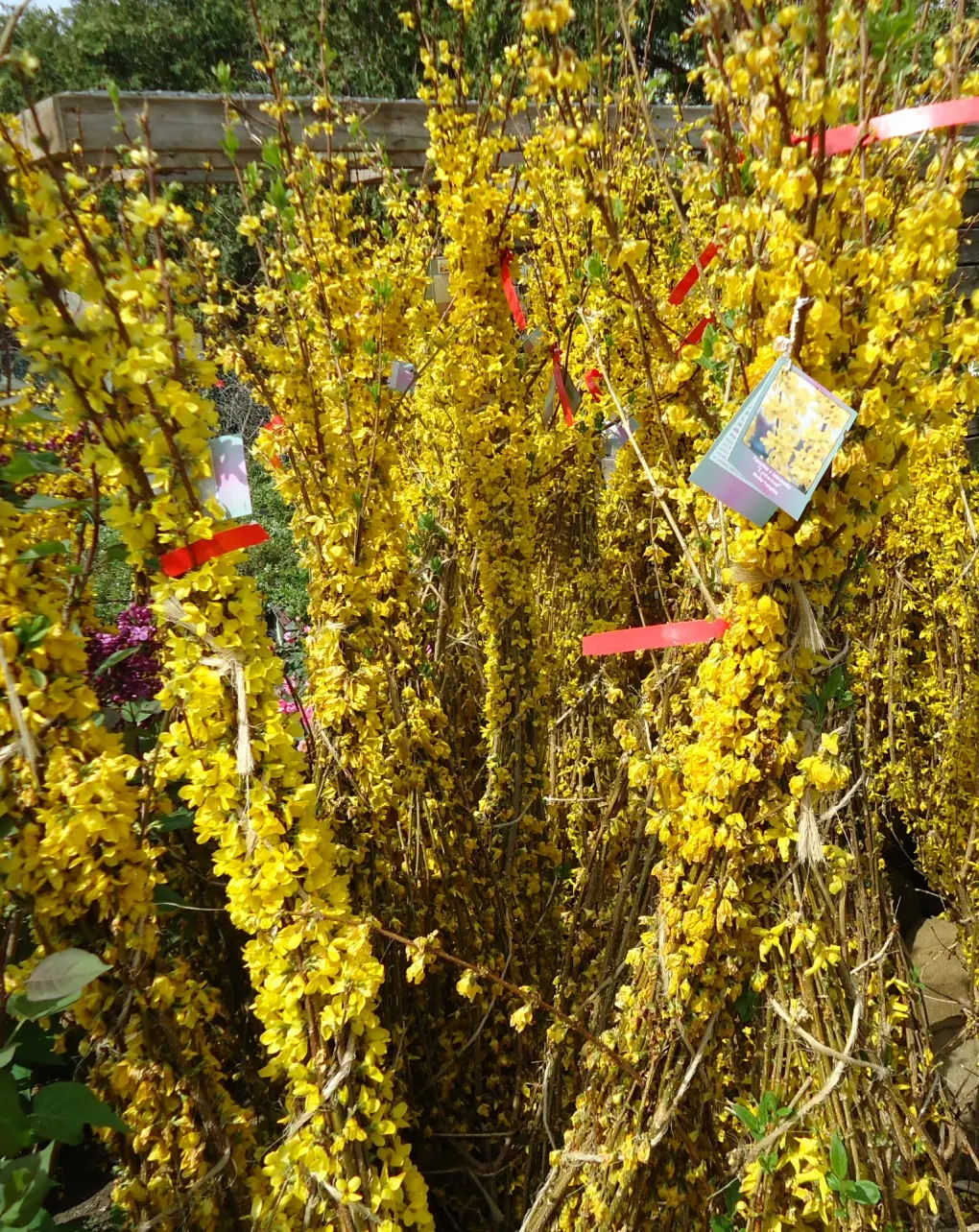 Lynwood Gold Forsythia (Forsythia X Intermedia 'Lynwood') — scientifically named Forsythia x intermedia 'Lynwood'
