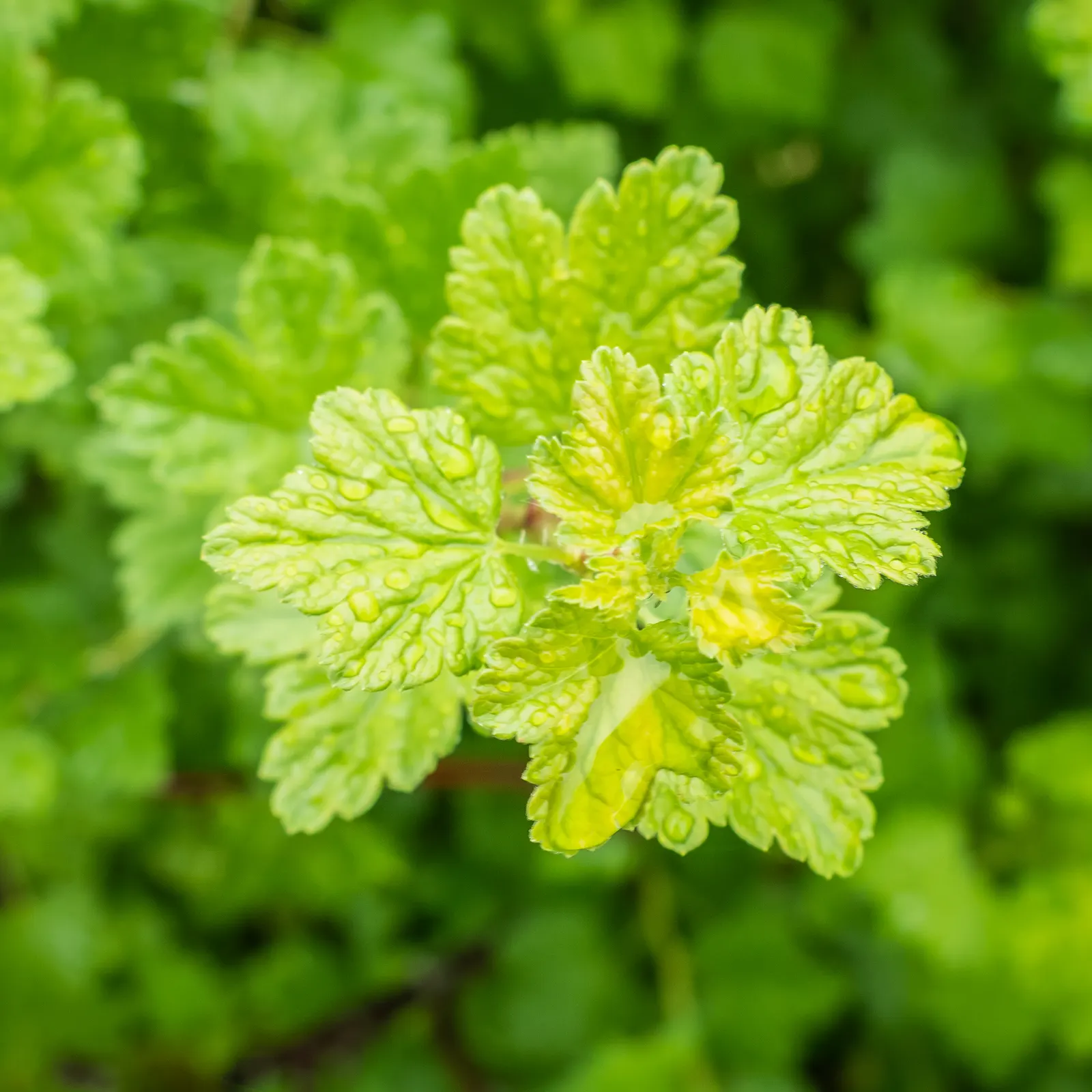 European Gooseberry (Ribes Uva-Crispa) — For optimal fruit production; shrub with red blooms, image 60