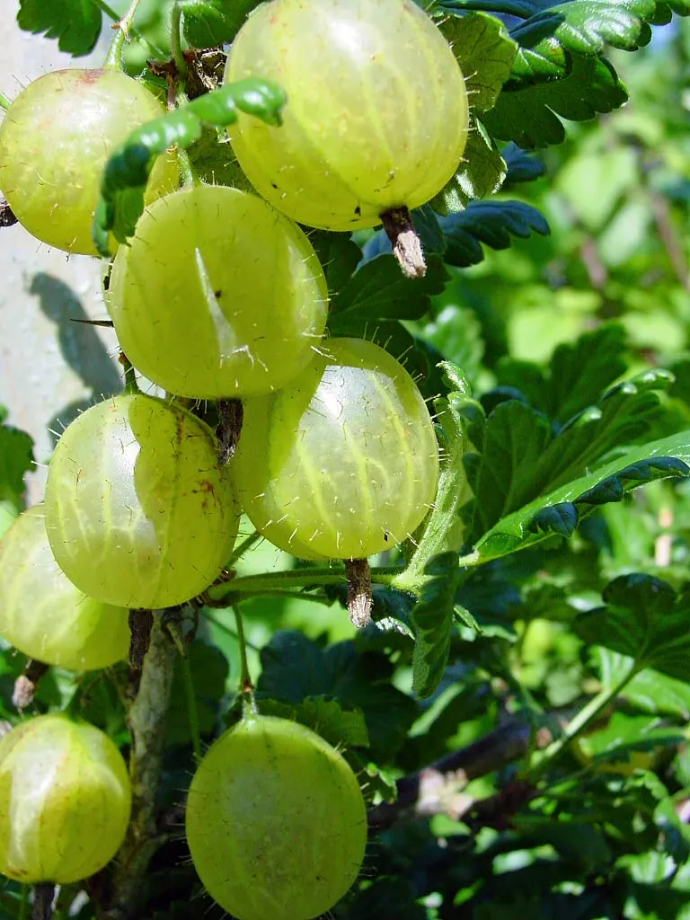 European Gooseberry (Ribes Uva-Crispa) — Growing to about 3-5 ft tall and wide; the gooseberry excels in cooler climates and requires regular, image 111