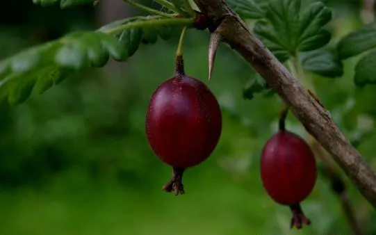 European Gooseberry (Ribes Uva-Crispa) — shrub with red blooms