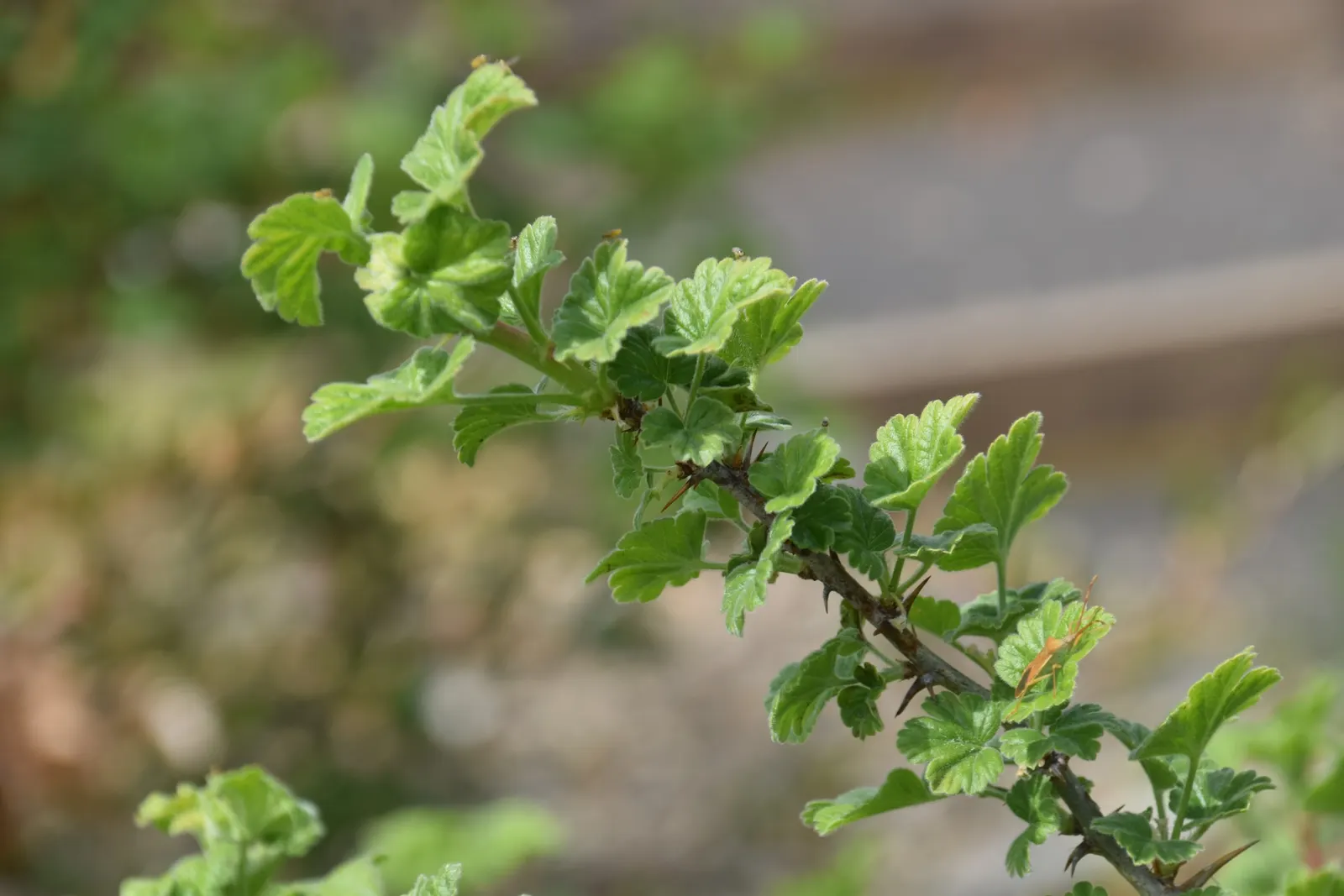 European Gooseberry (Ribes Uva-Crispa) — sharply toothed leaves provide a lush backdrop for the striking; for optimal fruit production, image 53