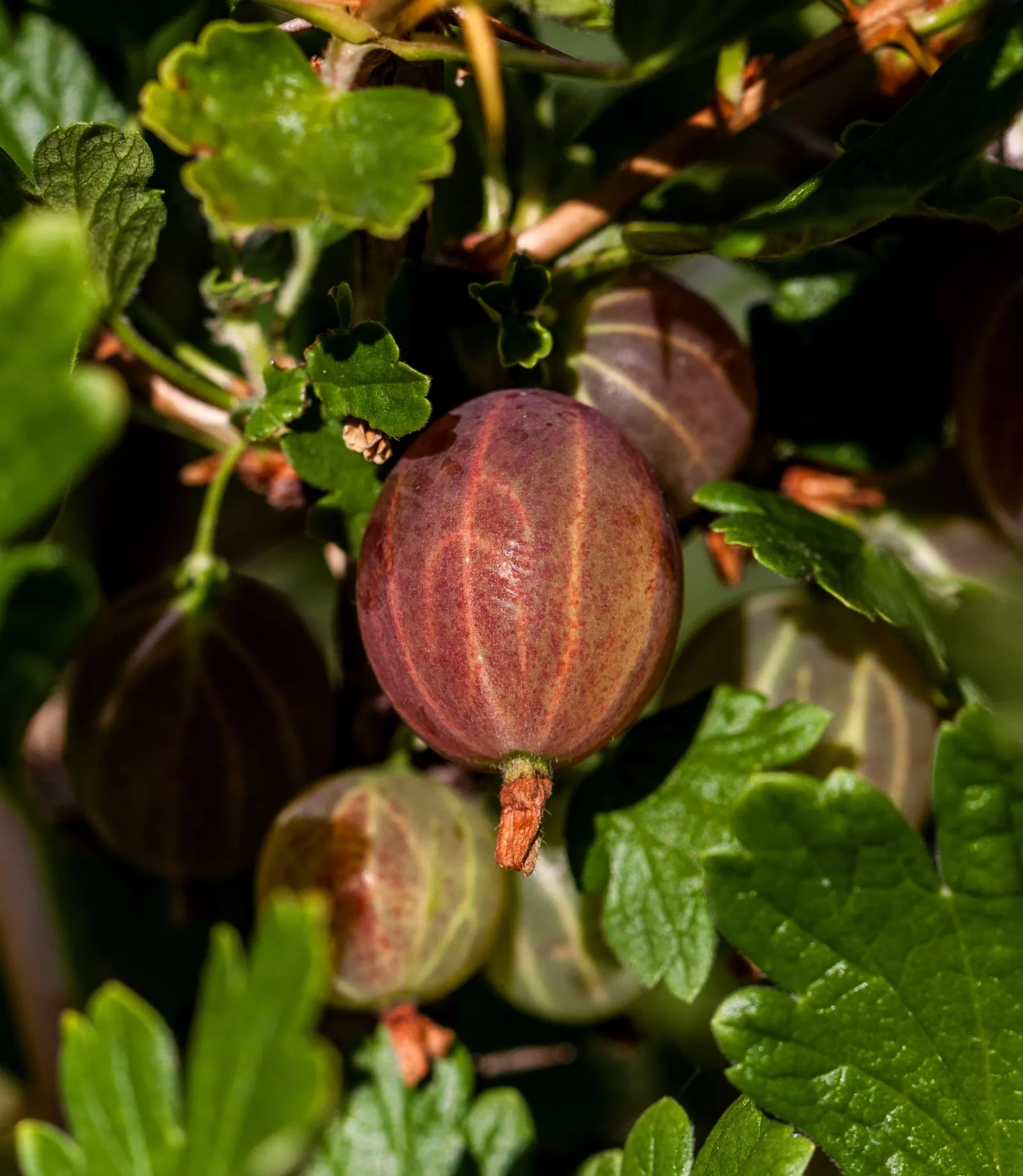 European Gooseberry (Ribes Uva-Crispa) — pendulous flowers that adorn the branches in early spring; growing to about 3-5 ft tall and wide
