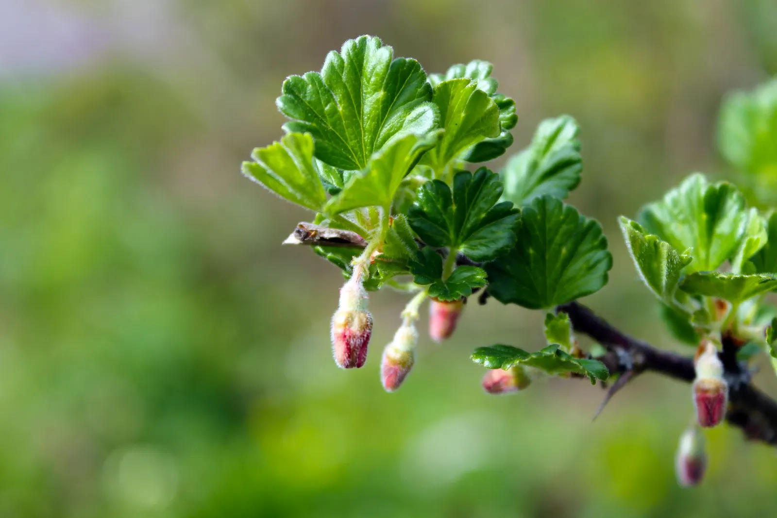 European Gooseberry (Ribes Uva-Crispa) — but they later give way to the plant's standout feature: the gooseberry fruits