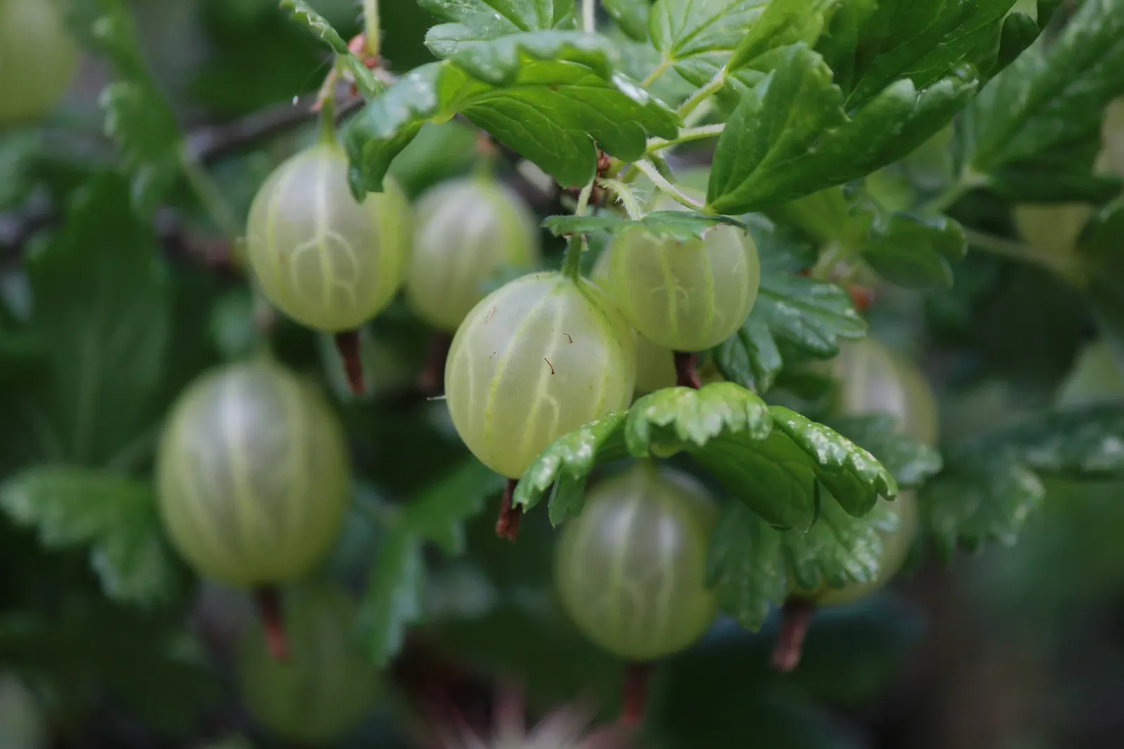 European Gooseberry (Ribes Uva-Crispa) — The gooseberry excels in cooler climates and requires regular pruning for optimal berry production; its, image 48