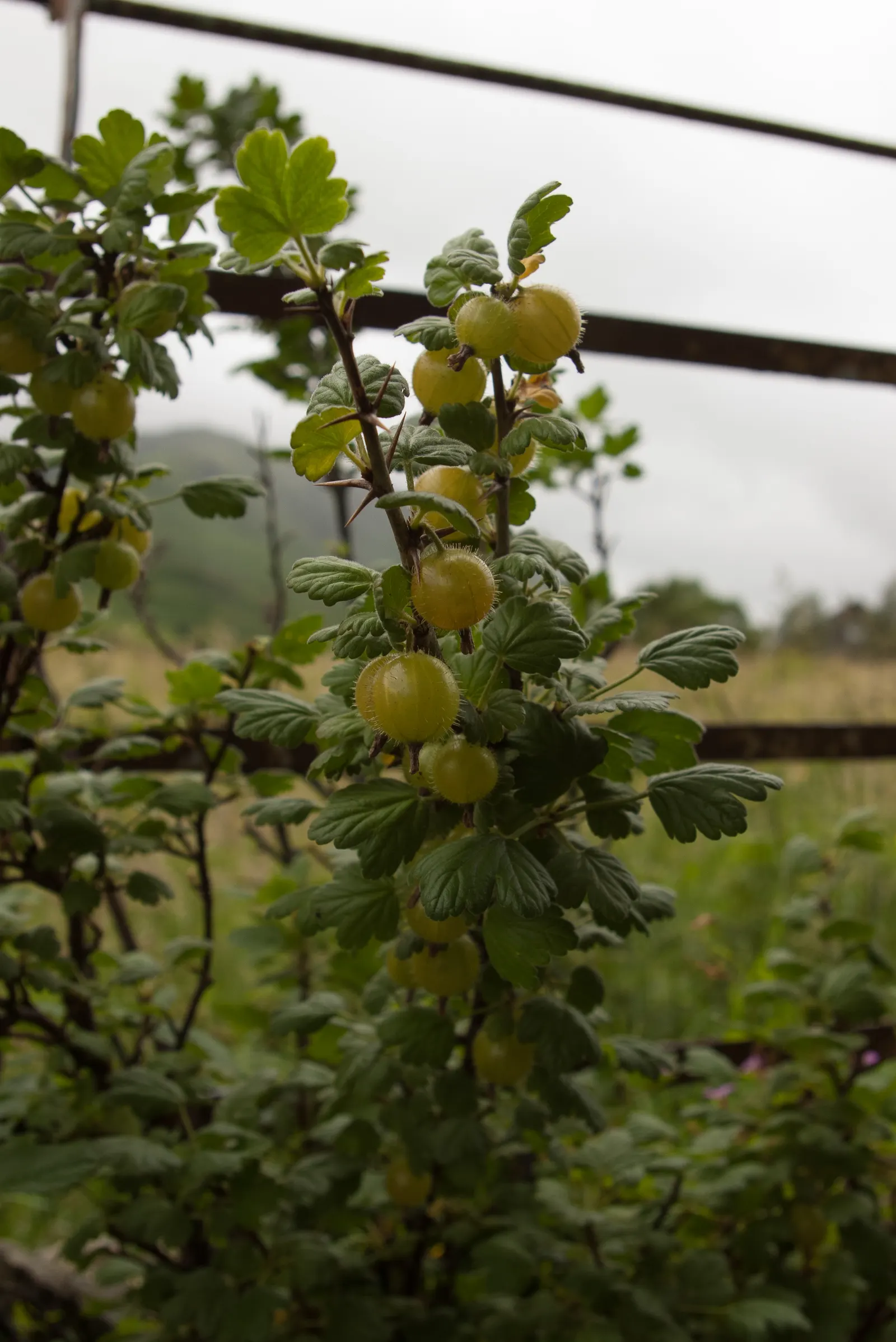 European Gooseberry (Ribes Uva-Crispa) — shrub for half or shade; ribes uva-crispa is a delightful choice for clients seeking both ornamental value, image 66