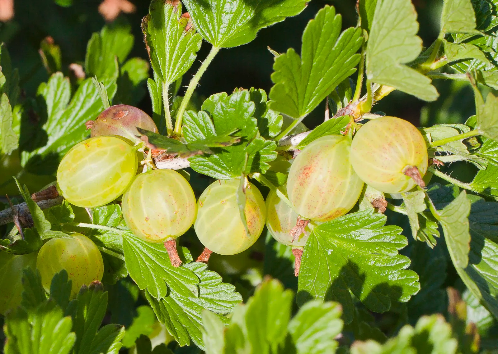 European Gooseberry (Ribes Uva-Crispa) — The berries are roughly 0.4 to 1 inch in diameter and can range from green to red or purple when ripe, image 101