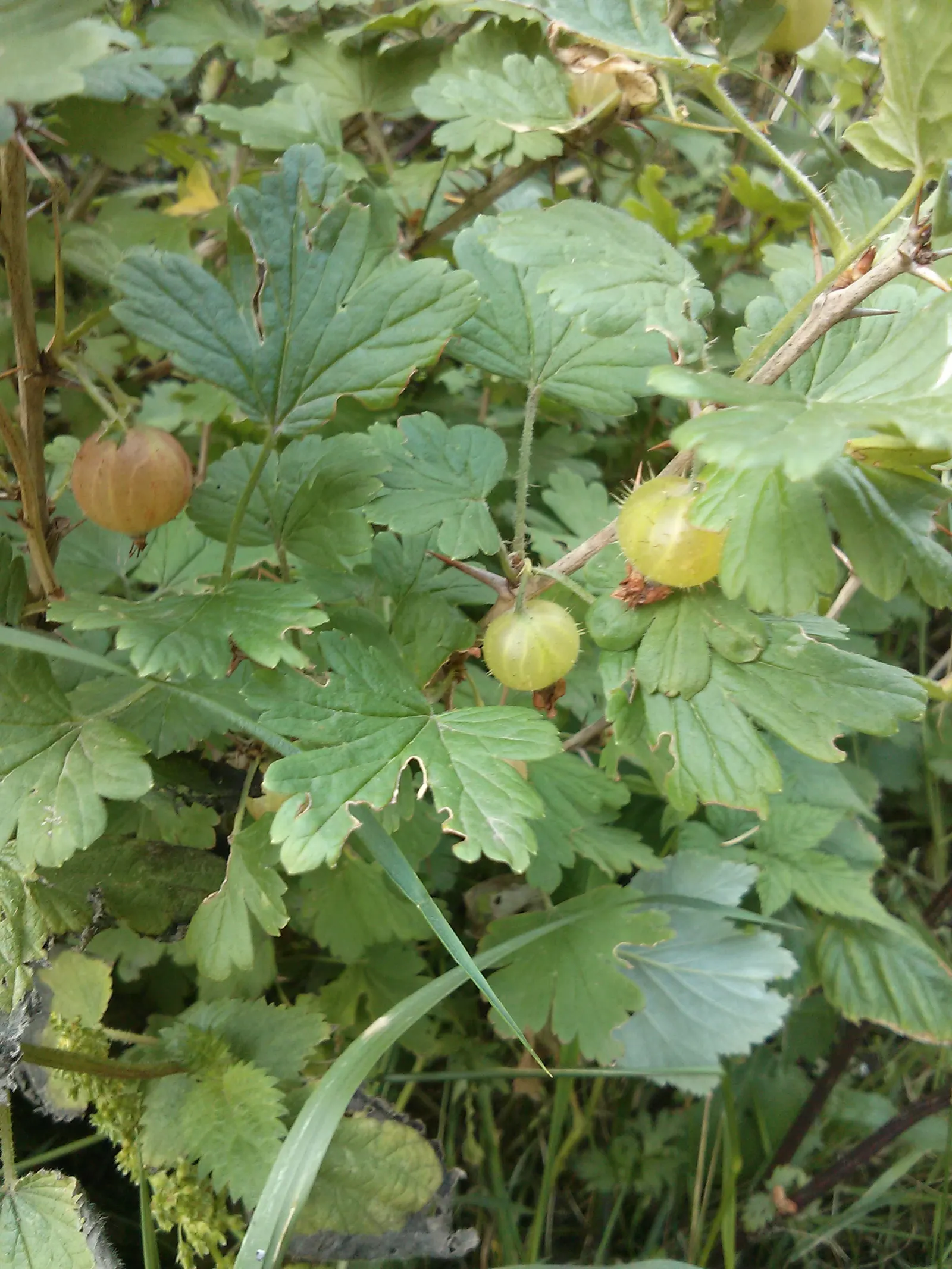 European Gooseberry (Ribes Uva-Crispa) — Ideal for cottage gardens or as part of an edible landscape; the berries are roughly 0.4 to 1 inch in, image 128