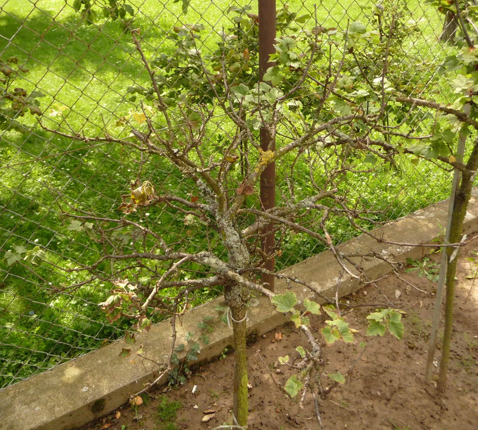 European Gooseberry (Ribes Uva-Crispa) — sharply toothed leaves provide a lush backdrop for the striking; for optimal fruit production, image 119