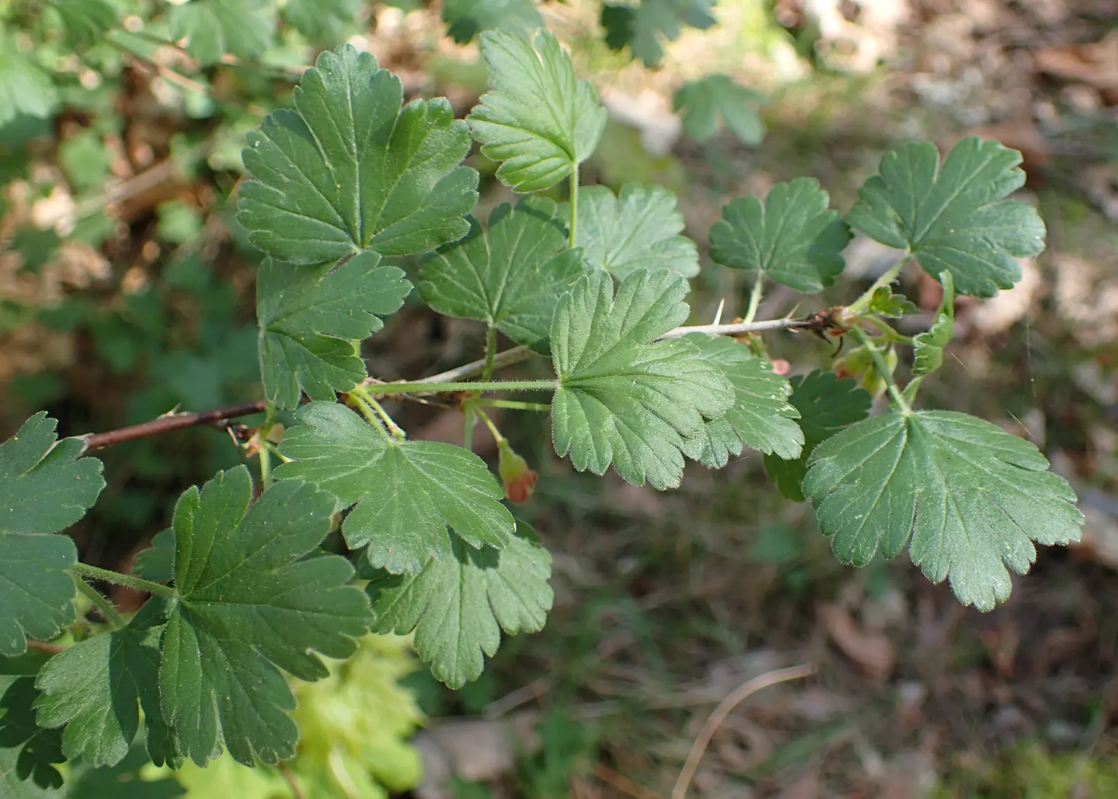 European Gooseberry (Ribes Uva-Crispa) — which is critical in preventing fungal diseases such as powdery mildew.<br><br>The gooseberry's, image 118