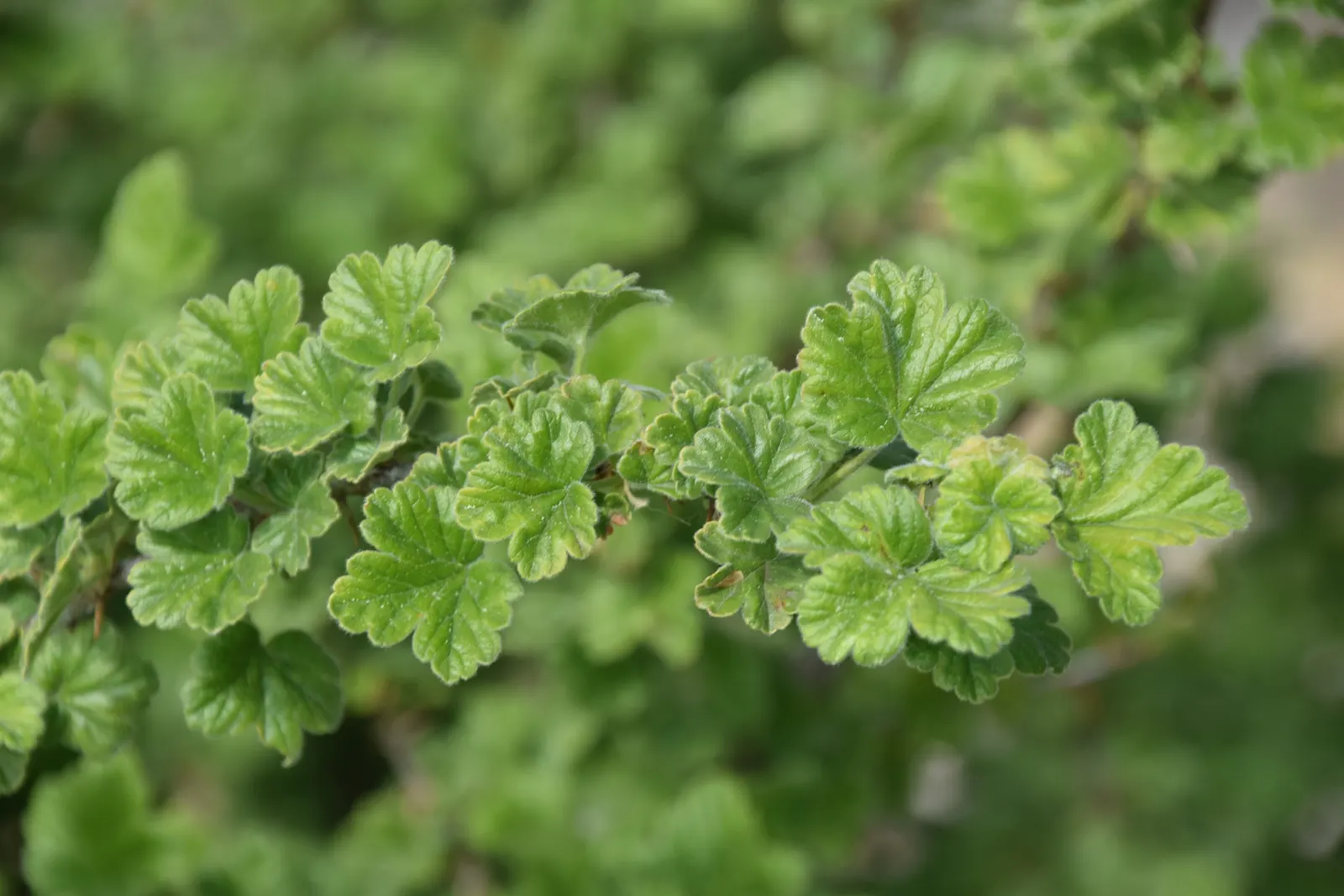European Gooseberry (Ribes Uva-Crispa) — red flowers in the garden; scientifically referred to as Ribes uva-crispa