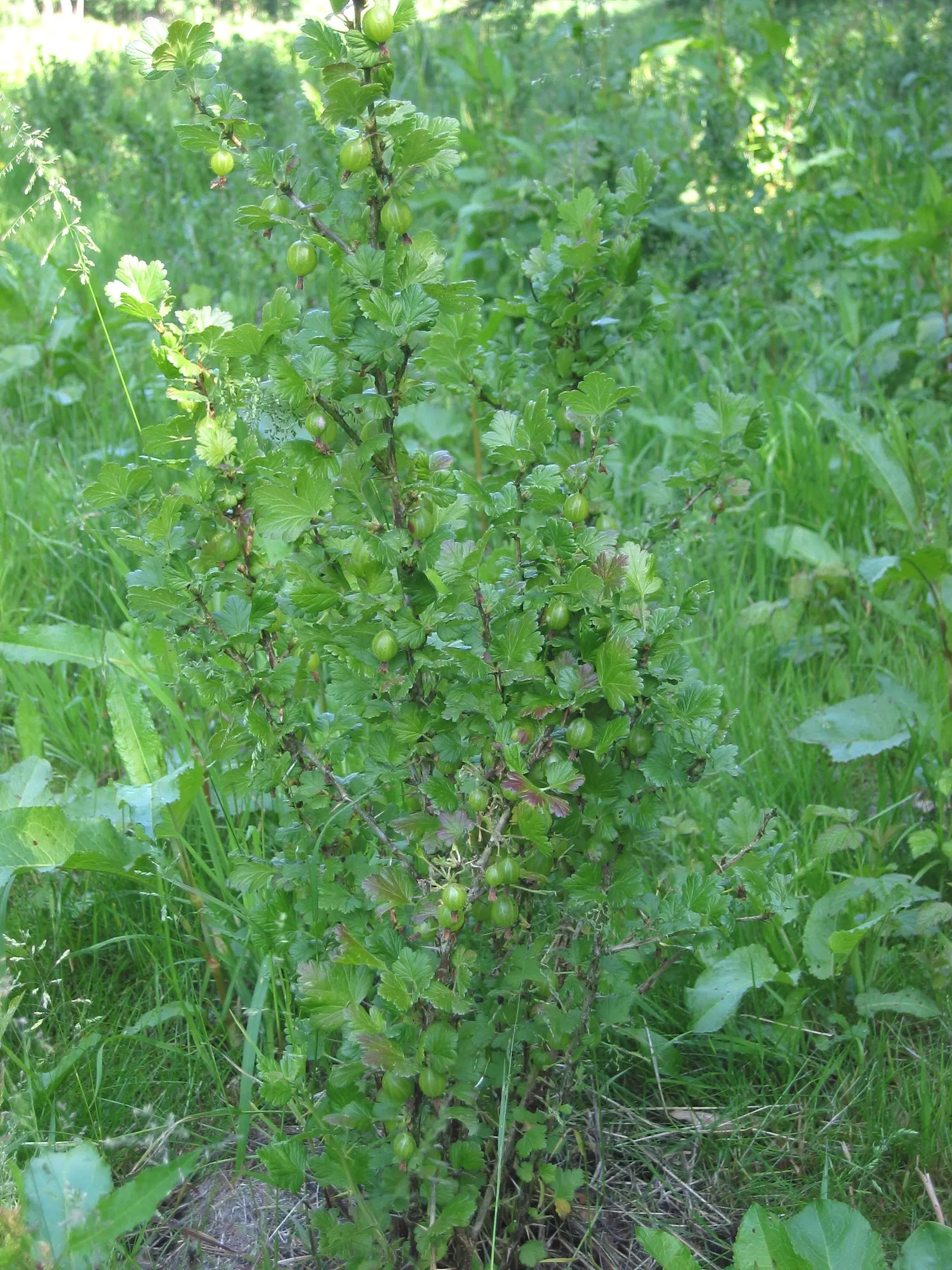 European Gooseberry (Ribes Uva-Crispa) — The thorns on the branches necessitate careful handling but contribute to the plant's rustic aesthetics, image 127