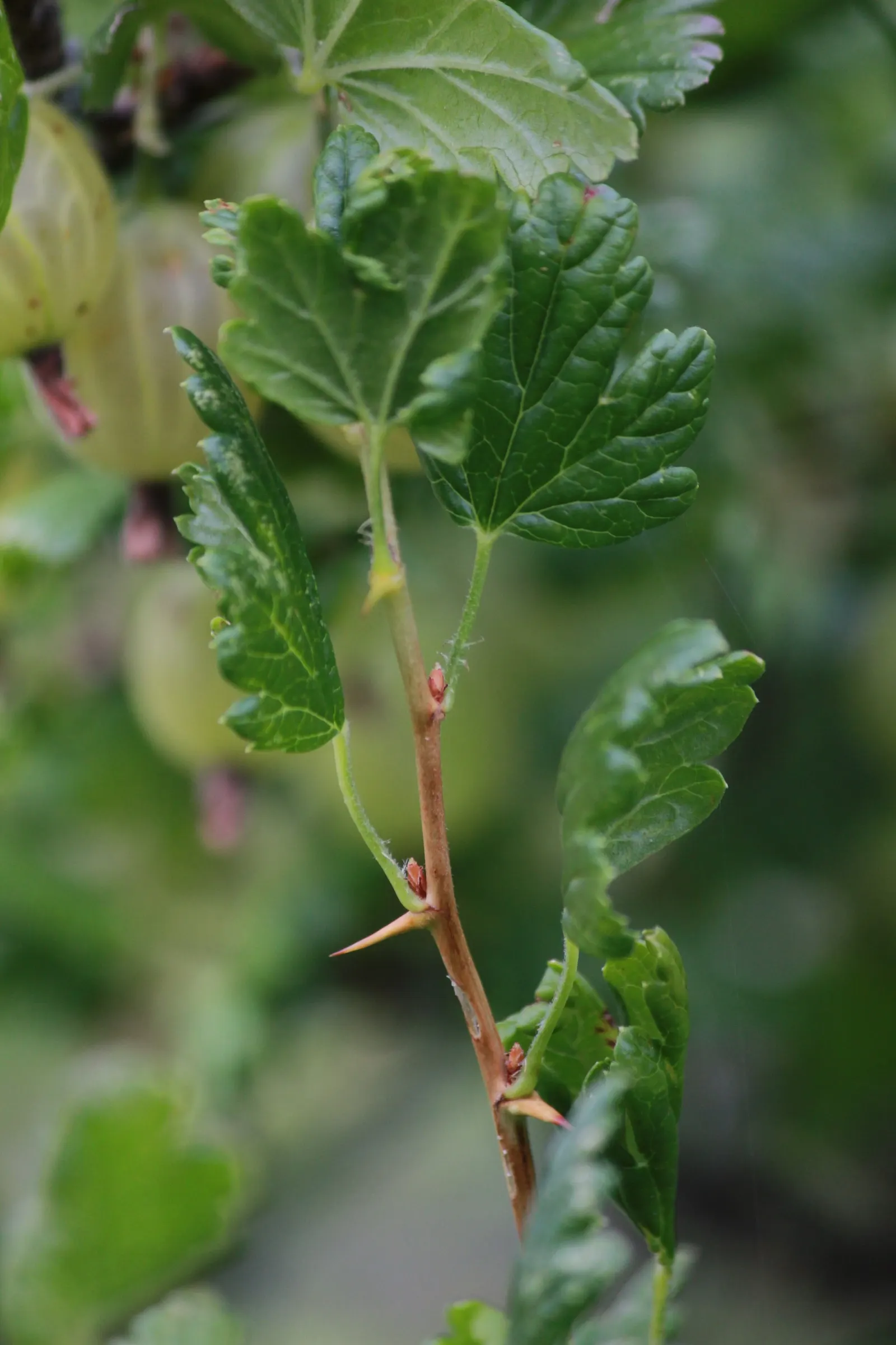 European Gooseberry (Ribes Uva-Crispa) — The thorns on the branches necessitate careful handling but contribute to the plant's rustic aesthetics, image 61