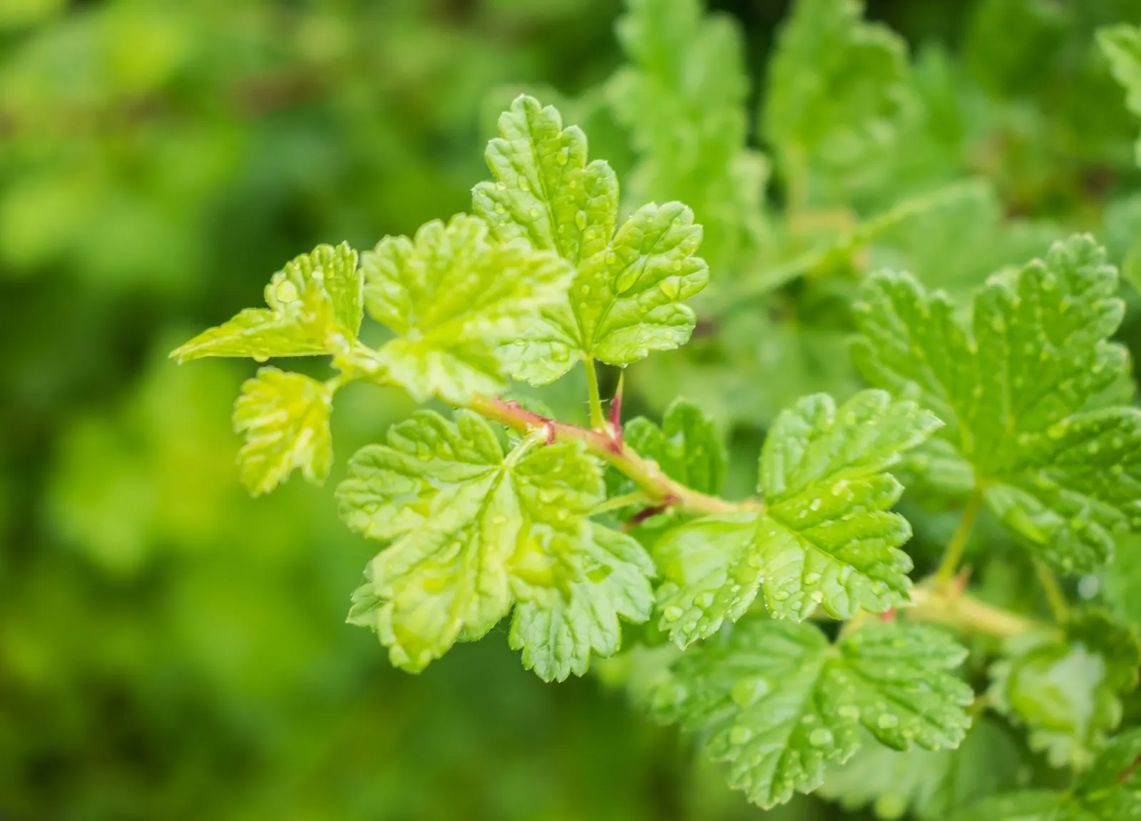 European Gooseberry (Ribes Uva-Crispa) — Ribes uva-crispa is a delightful choice for clients seeking both ornamental value and a bountiful harvest, image 129