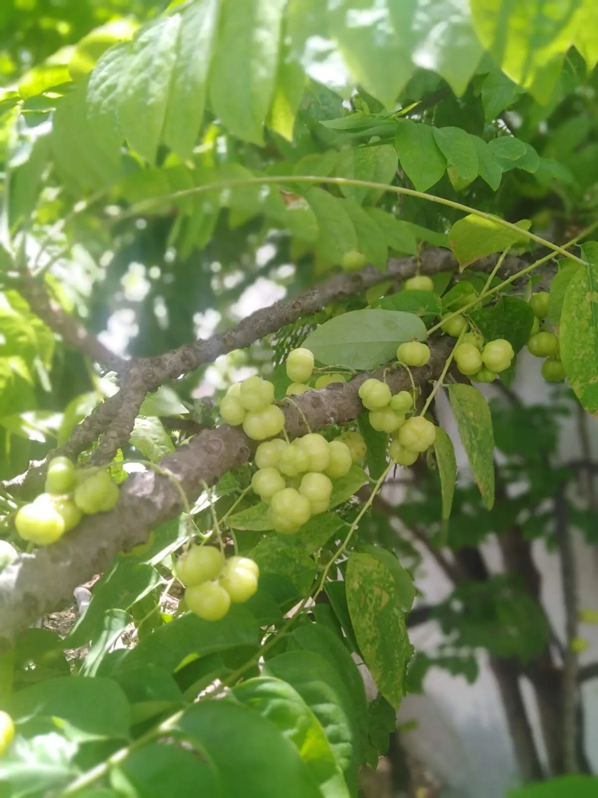 European Gooseberry (Ribes Uva-Crispa) — pendulous flowers that adorn the branches in early spring; growing to about 3-5 ft tall and wide, image 98