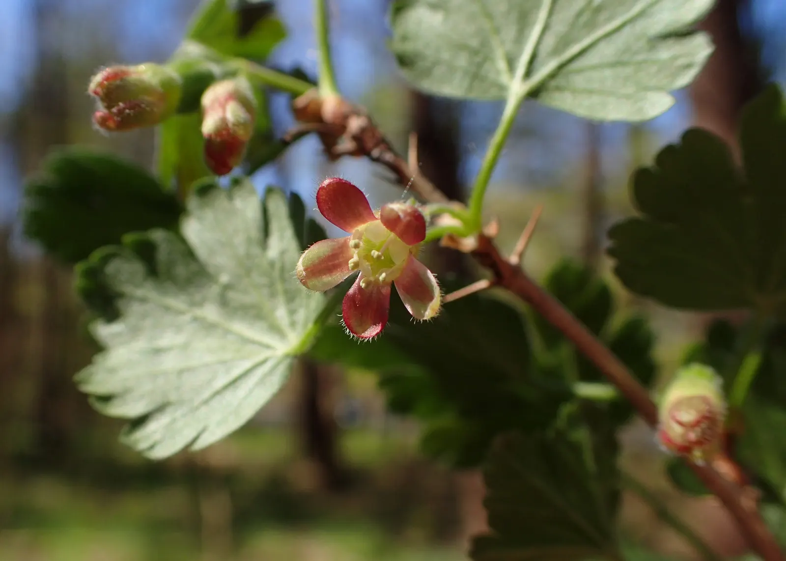 European Gooseberry (Ribes Uva-Crispa) — Ribes uva-crispa requires regular watering; the spacing between plants should be about 4 to 5 feet to, image 124