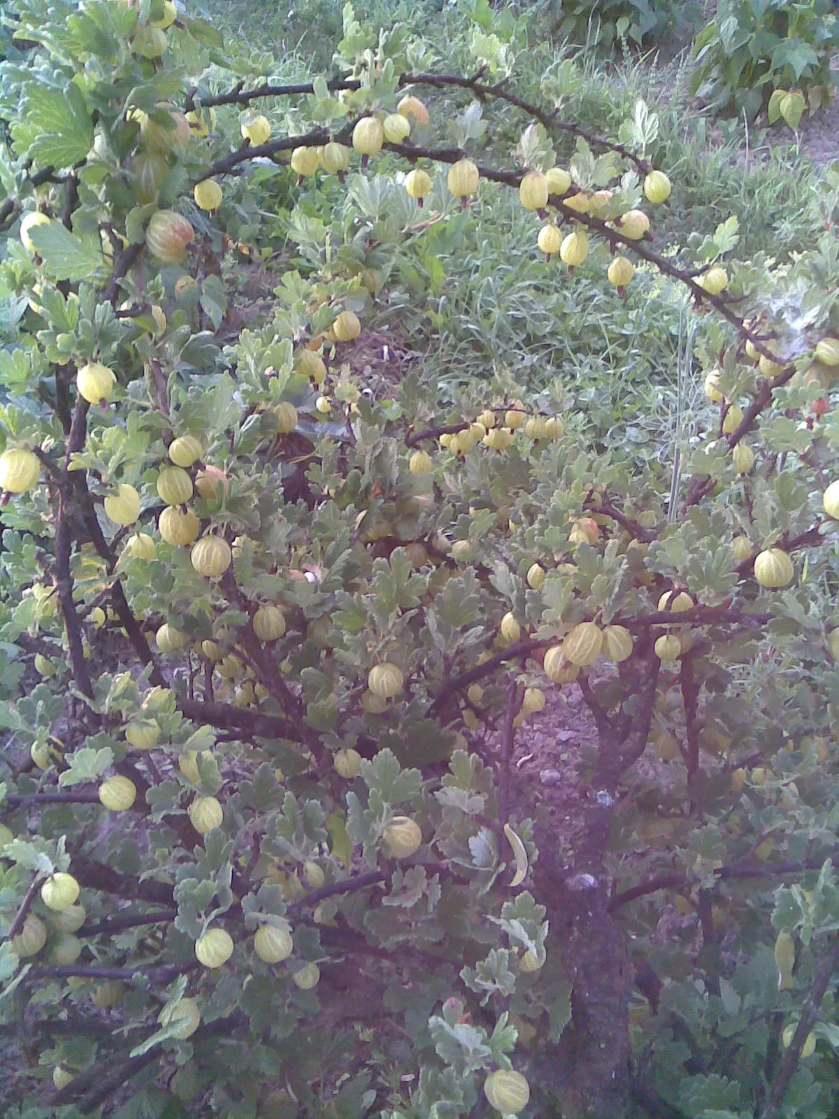 European Gooseberry (Ribes Uva-Crispa) — The thorns on the branches necessitate careful handling but contribute to the plant's rustic aesthetics