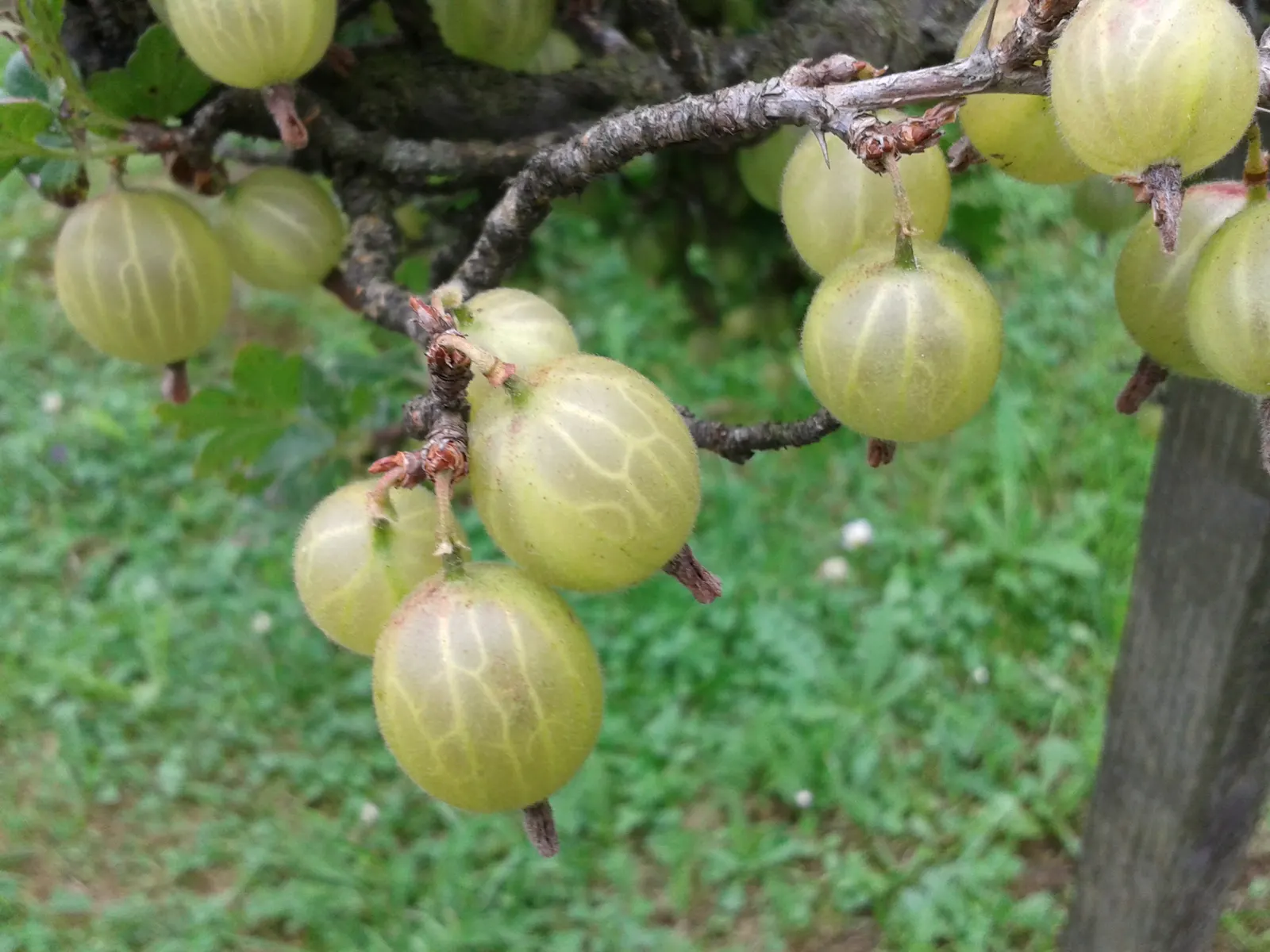 European Gooseberry (Ribes Uva-Crispa) — Ribes uva-crispa requires regular watering