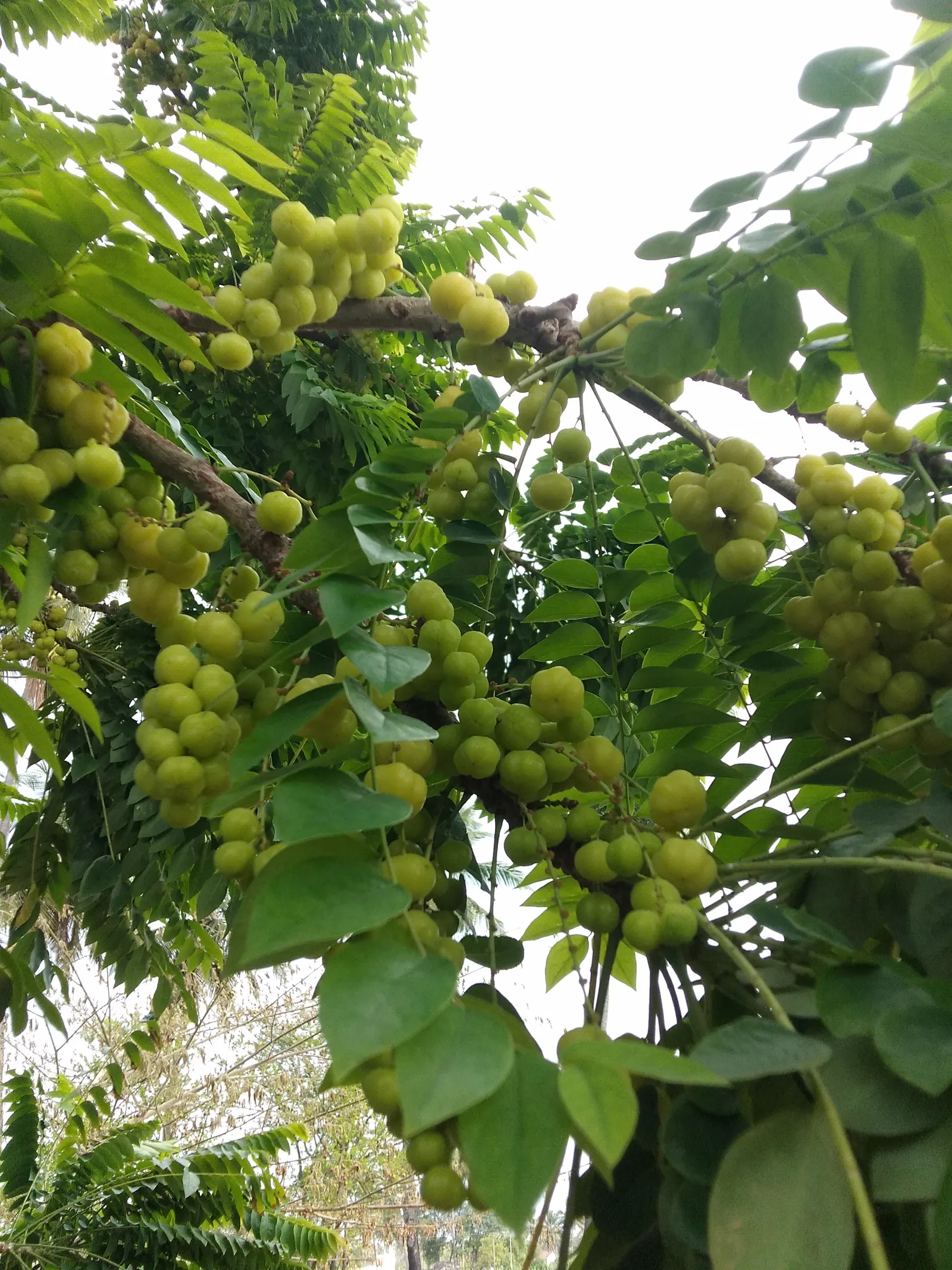 European Gooseberry (Ribes Uva-Crispa) — red flowers in the garden; scientifically referred to as Ribes uva-crispa, image 130