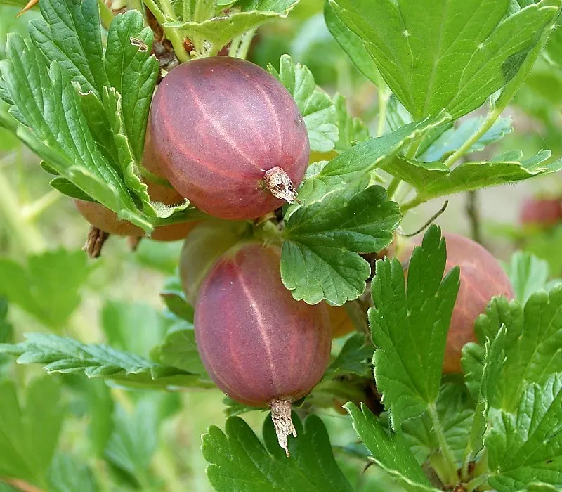 European Gooseberry (Ribes Uva-Crispa) — The berries are roughly 0.4 to 1 inch in diameter and can range from green to red or purple when ripe