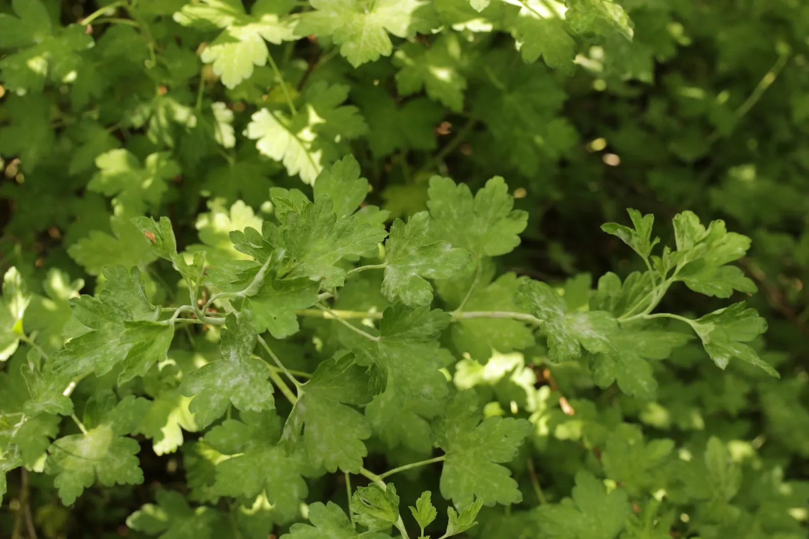 European Gooseberry (Ribes Uva-Crispa) — Ribes uva-crispa is a delightful choice for clients seeking both ornamental value and a bountiful harvest, image 85