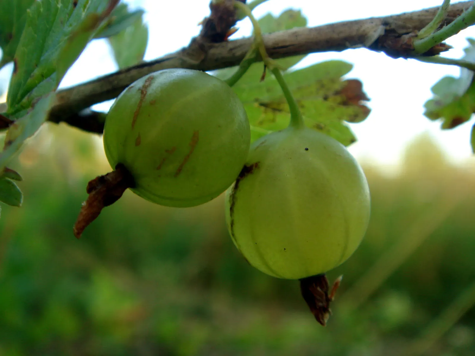 European Gooseberry (Ribes Uva-Crispa) — is a deciduous shrub known for its vibrant green foliage and succulent; the thorns on the branches necessitate careful