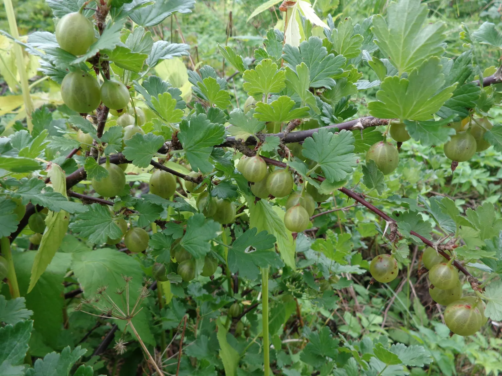 European Gooseberry (Ribes Uva-Crispa) — Ribes uva-crispa requires regular watering; the spacing between plants should be about 4 to 5 feet to, image 58