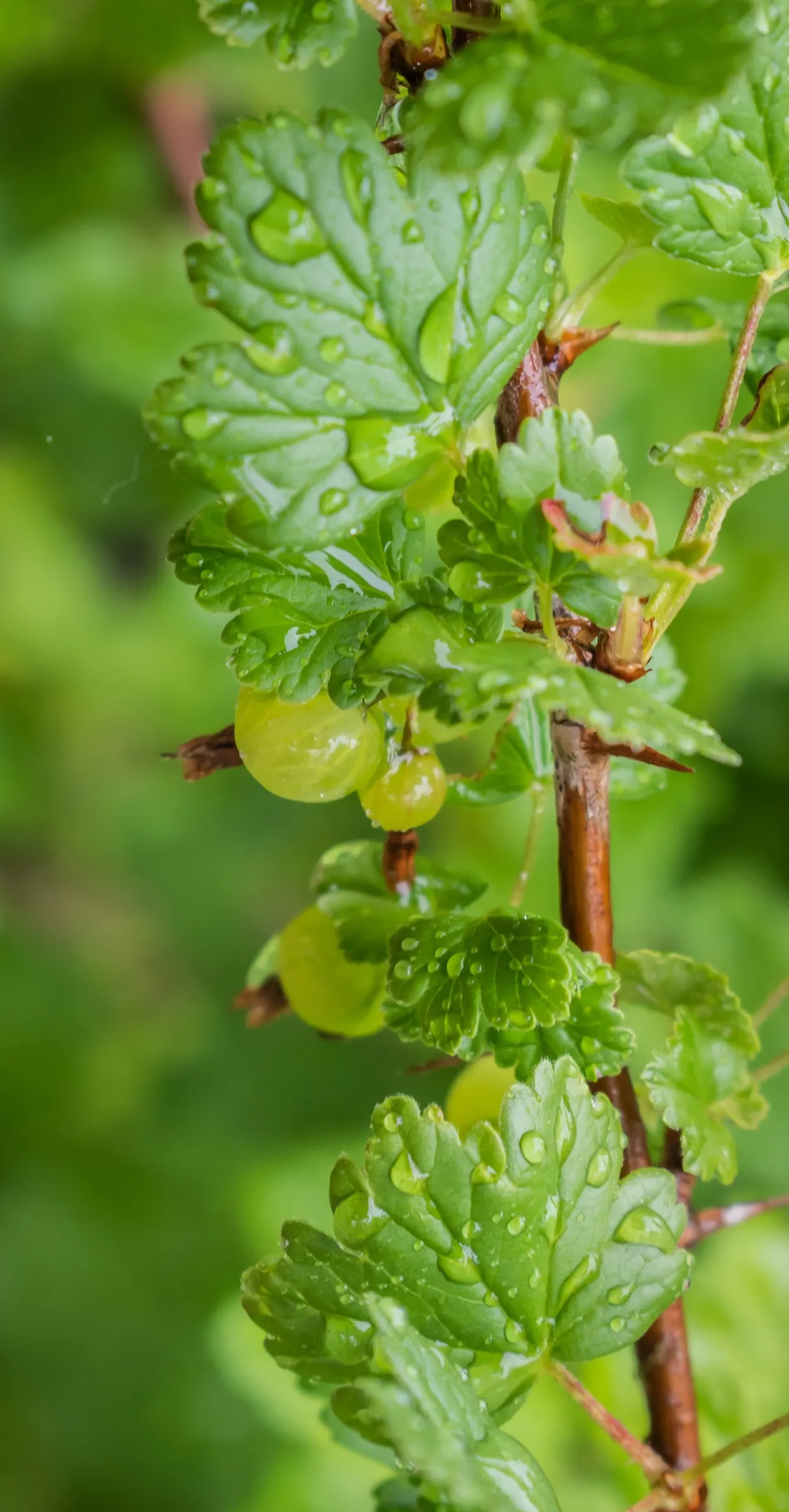 European Gooseberry (Ribes Uva-Crispa) — These blooms are typically insignificant in color
