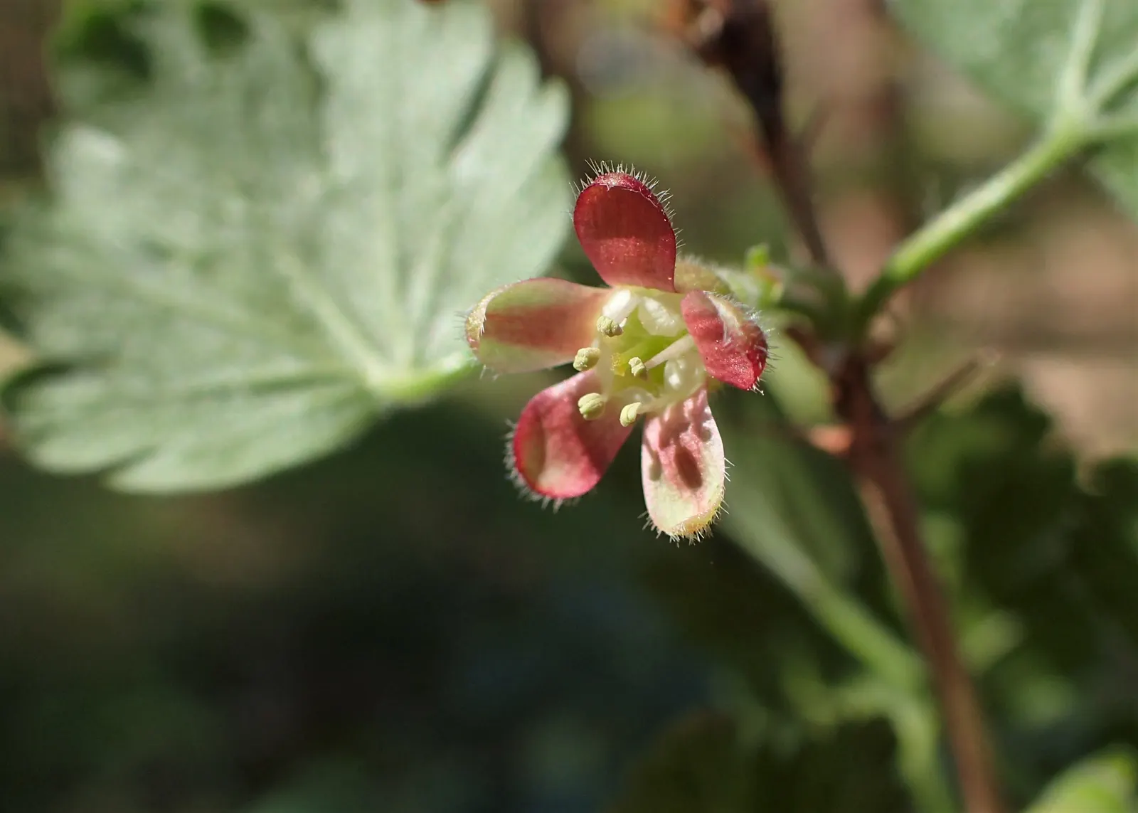 European Gooseberry (Ribes Uva-Crispa) — shrub with red blooms; but they later give way to the plant's standout feature: the gooseberry fruits, image 109