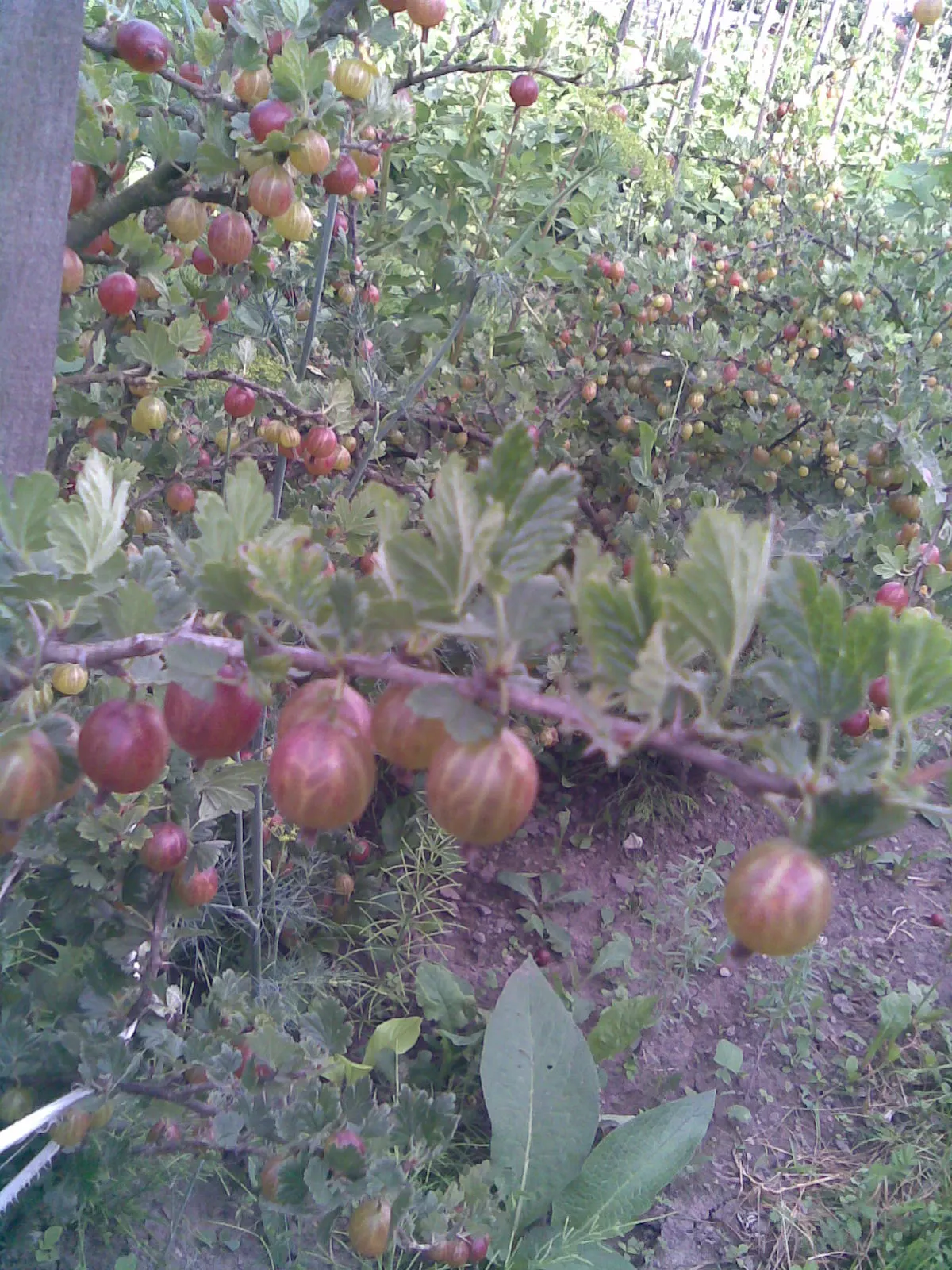 European Gooseberry (Ribes Uva-Crispa) — Ideal for cottage gardens or as part of an edible landscape