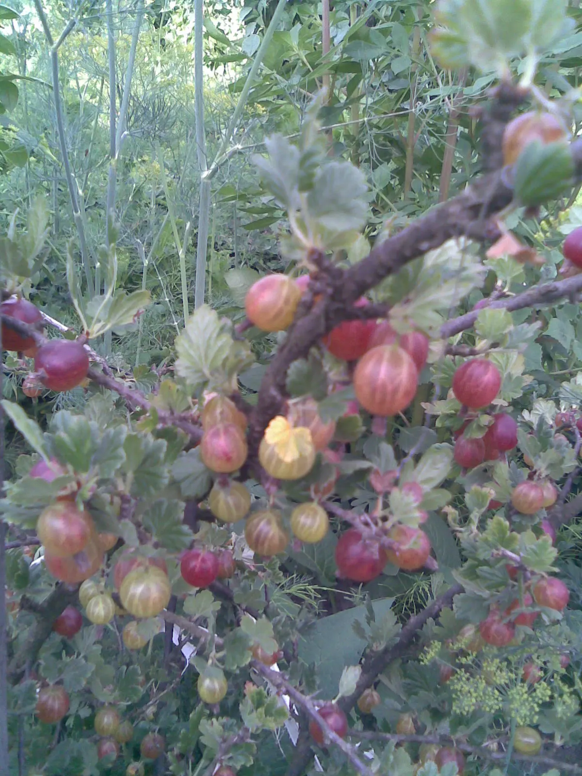European Gooseberry (Ribes Uva-Crispa) — scientifically referred to as Ribes uva-crispa; pendulous flowers that adorn the branches in early spring