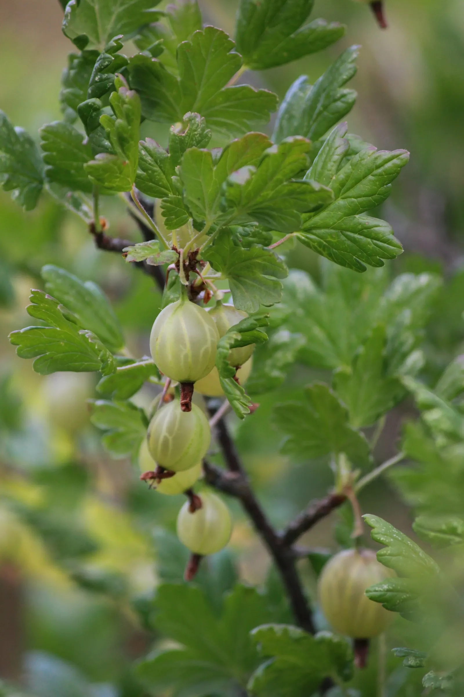 European Gooseberry (Ribes Uva-Crispa) — Ribes uva-crispa is a delightful choice for clients seeking both ornamental value and a bountiful harvest, image 63