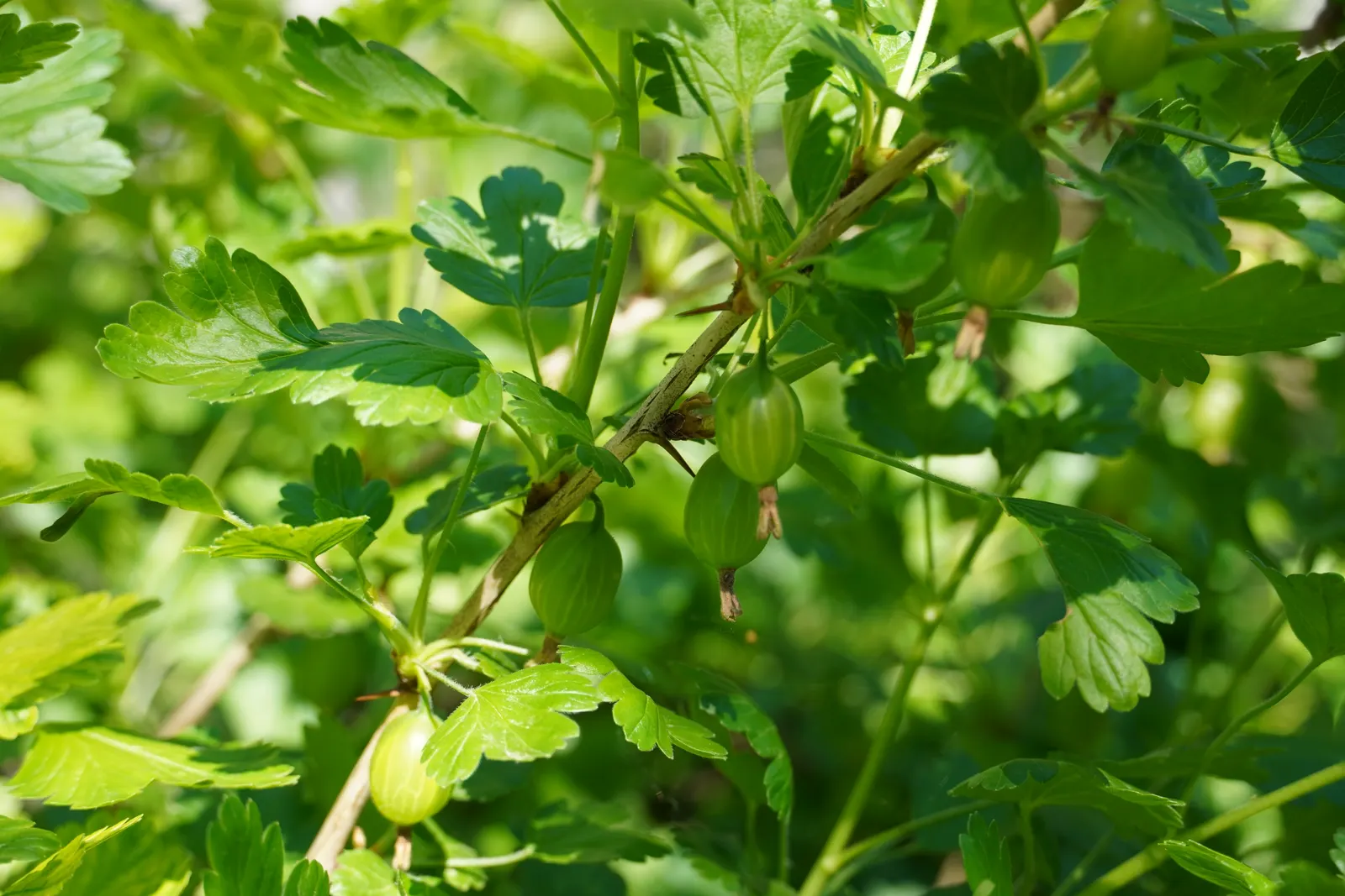 European Gooseberry (Ribes Uva-Crispa) — The gooseberry excels in cooler climates and requires regular pruning for optimal berry production