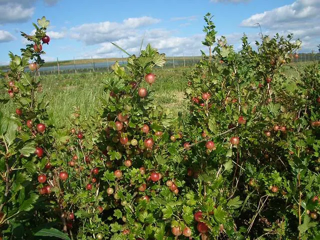 European Gooseberry (Ribes Uva-Crispa) — red flowers in the garden