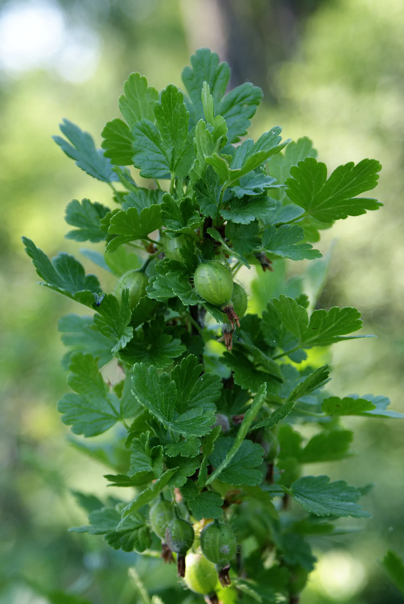 European Gooseberry (Ribes Uva-Crispa) — The spacing between plants should be about 4 to 5 feet to ensure adequate air circulation; this hardy, image 95