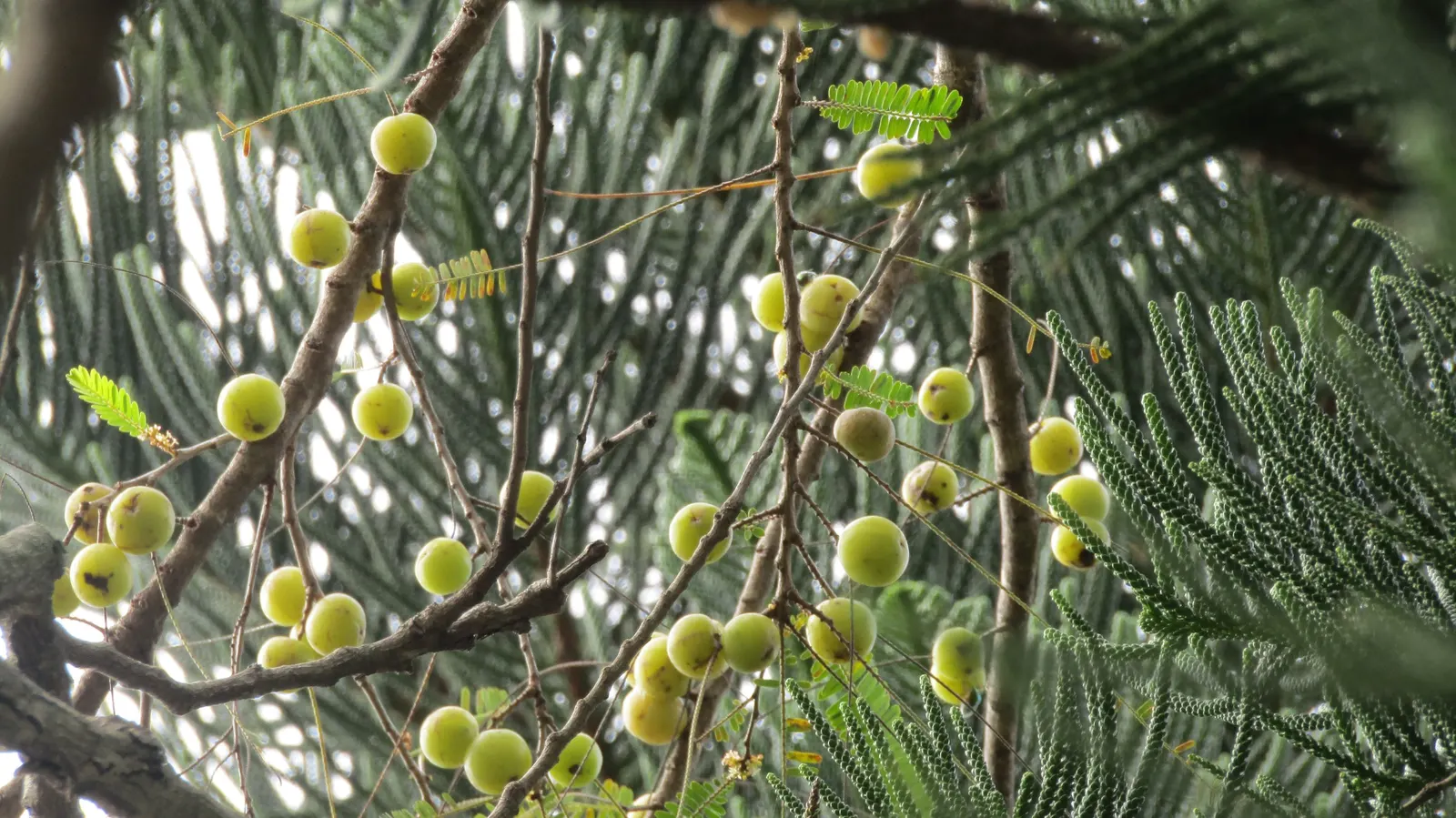European Gooseberry (Ribes Uva-Crispa) — These blooms are typically insignificant in color; which is critical in preventing fungal diseases such as, image 121