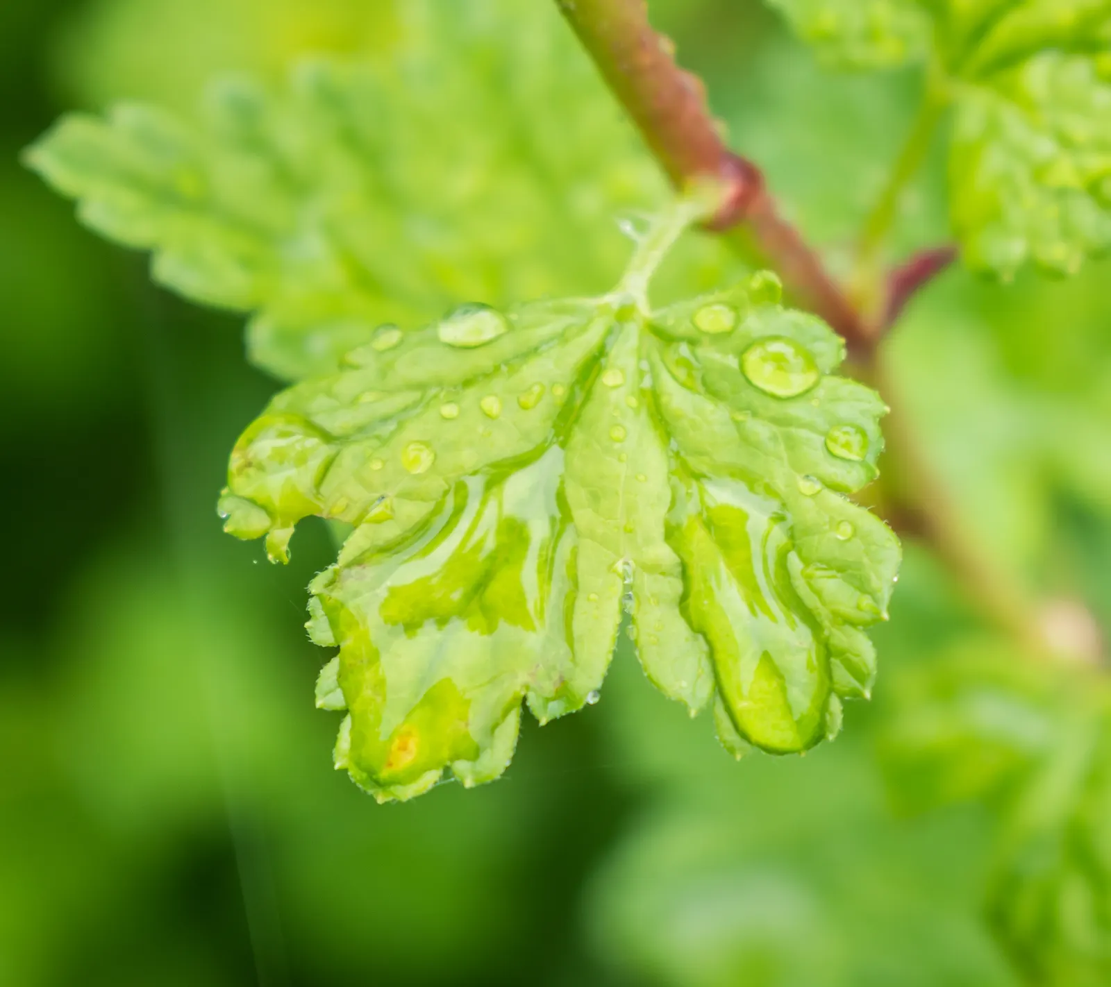 European Gooseberry (Ribes Uva-Crispa) — Ribes uva-crispa requires regular watering; the spacing between plants should be about 4 to 5 feet to, image 80