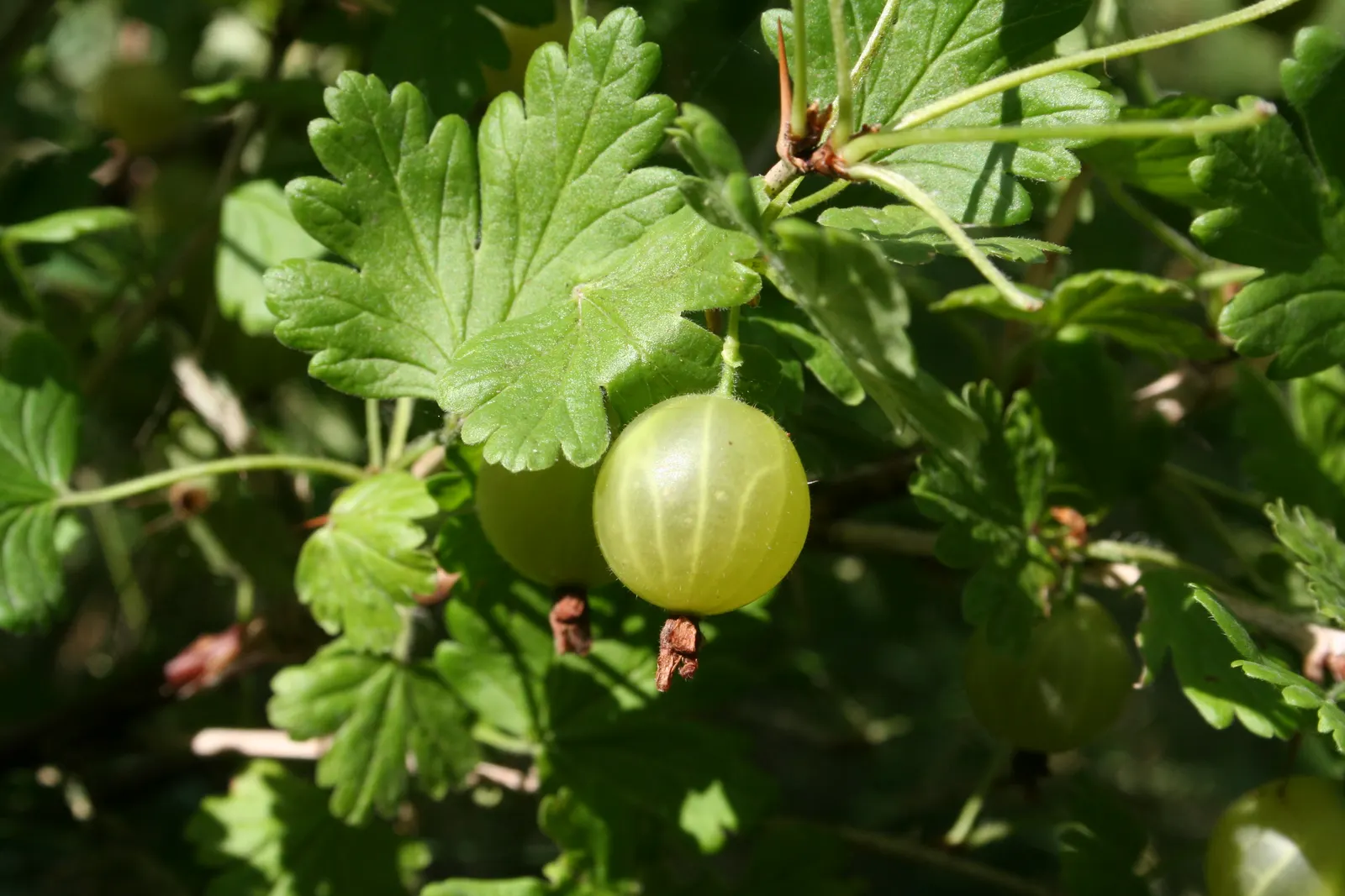 European Gooseberry (Ribes Uva-Crispa) — These blooms are typically insignificant in color; which is critical in preventing fungal diseases such as, image 55