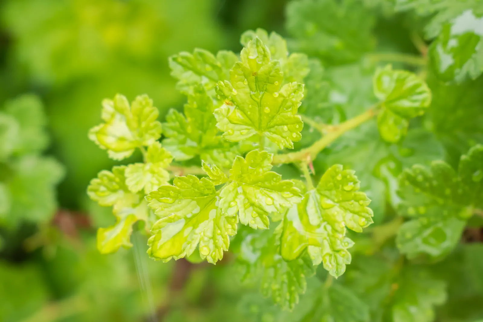 European Gooseberry (Ribes Uva-Crispa) — shrub for half or shade; ribes uva-crispa is a delightful choice for clients seeking both ornamental value and a