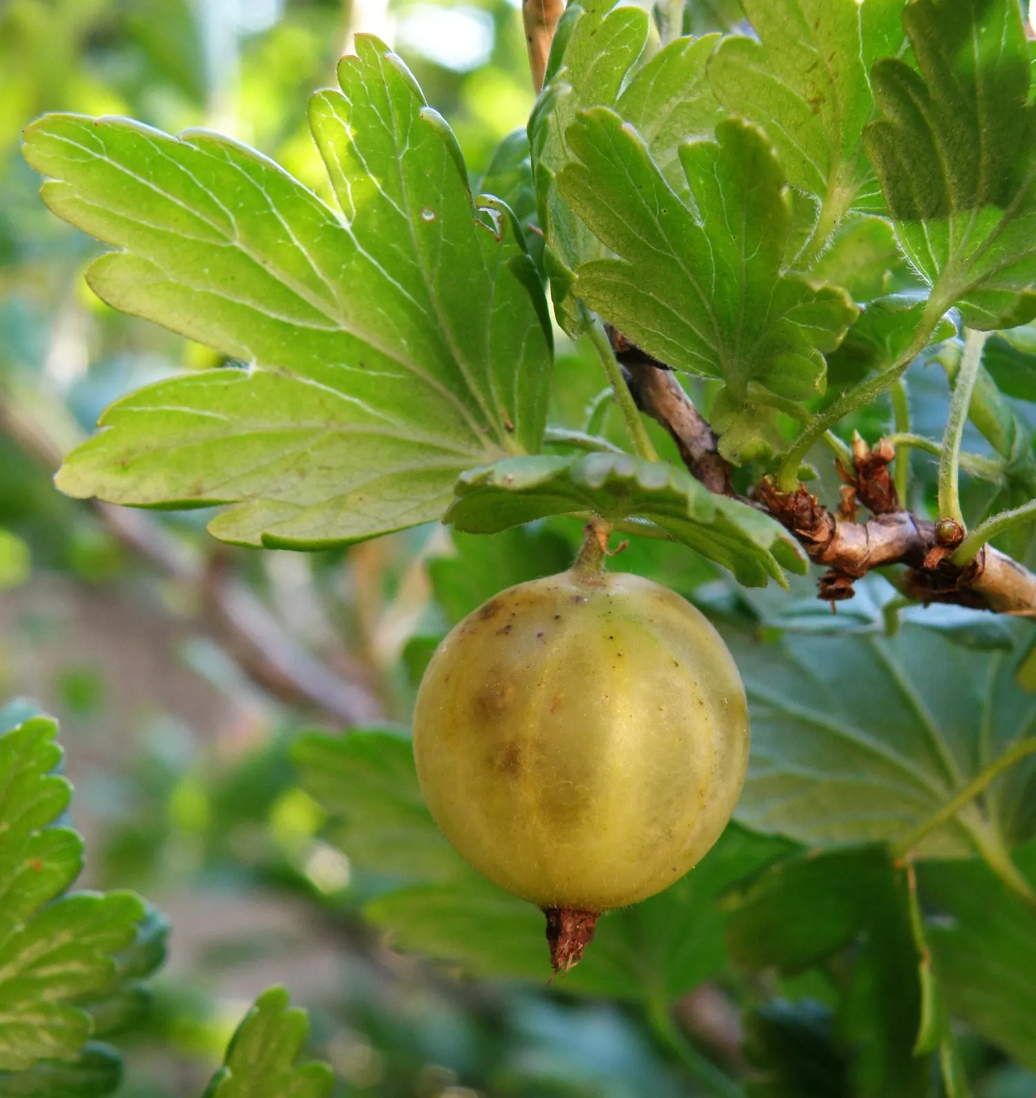 European Gooseberry (Ribes Uva-Crispa) — The gooseberry excels in cooler climates and requires regular pruning for optimal berry production; its, image 70