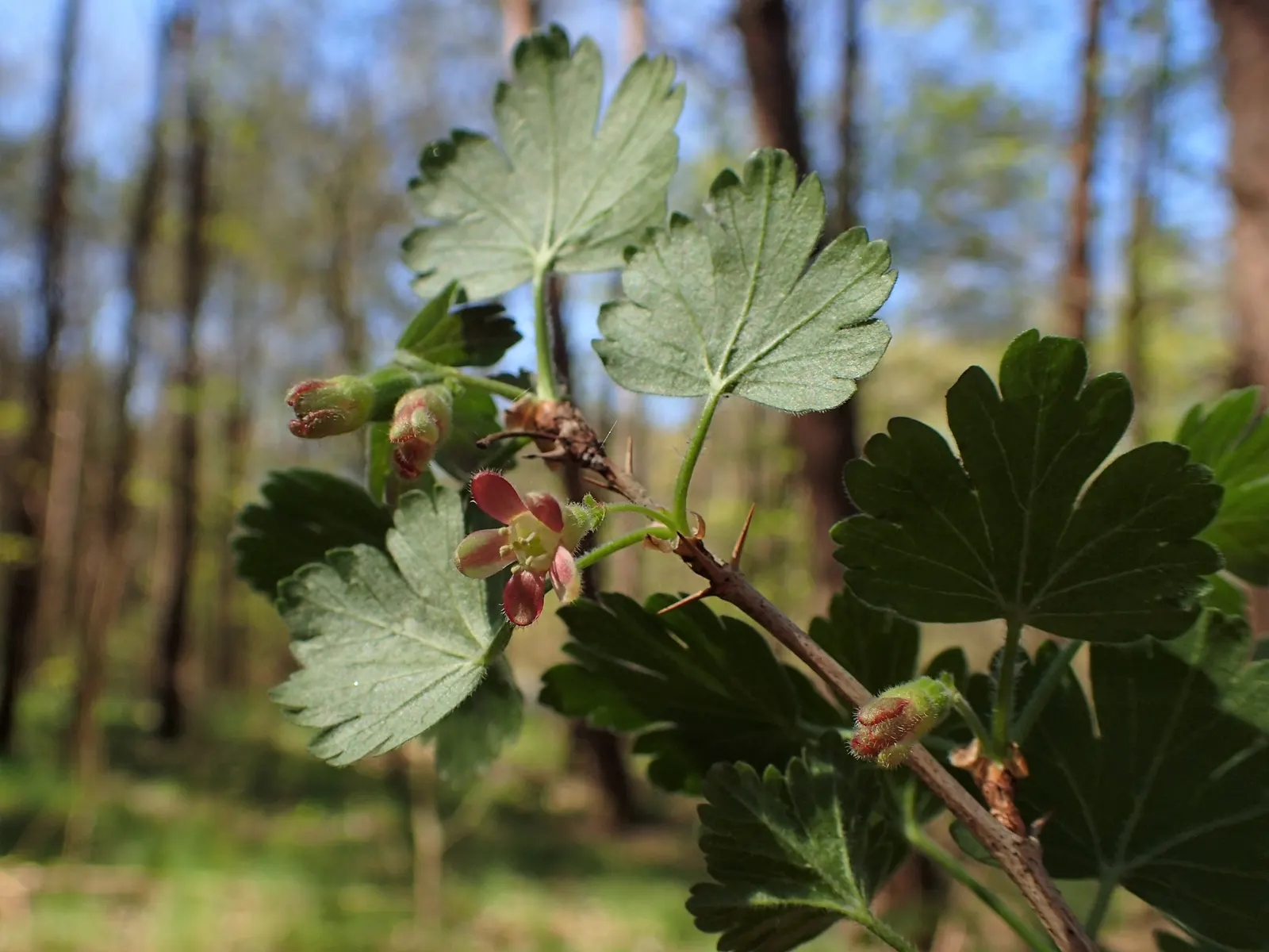 European Gooseberry (Ribes Uva-Crispa) — These blooms are typically insignificant in color; which is critical in preventing fungal diseases such as, image 77