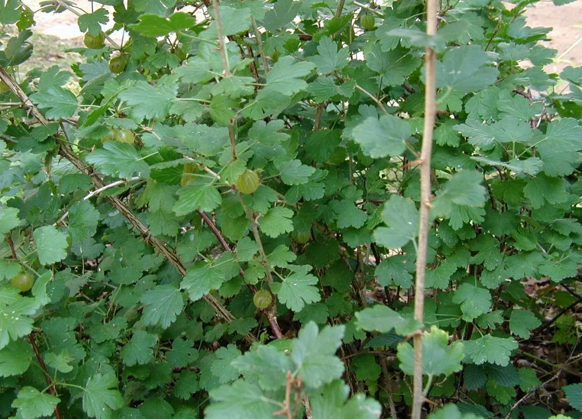 European Gooseberry (Ribes Uva-Crispa) — scientifically referred to as Ribes uva-crispa; pendulous flowers that adorn the branches in early spring, image 71