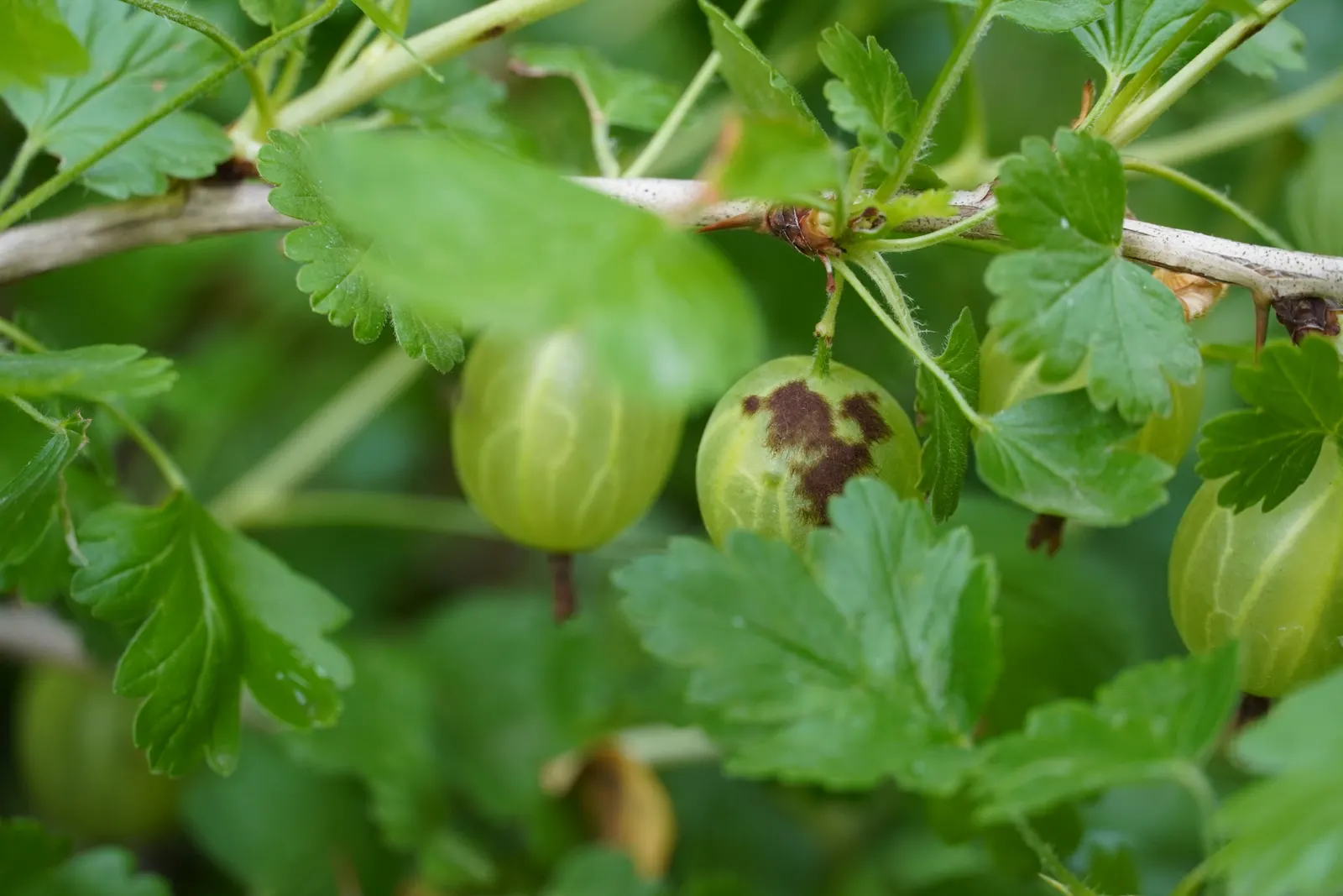 European Gooseberry (Ribes Uva-Crispa) — shrub for half or shade