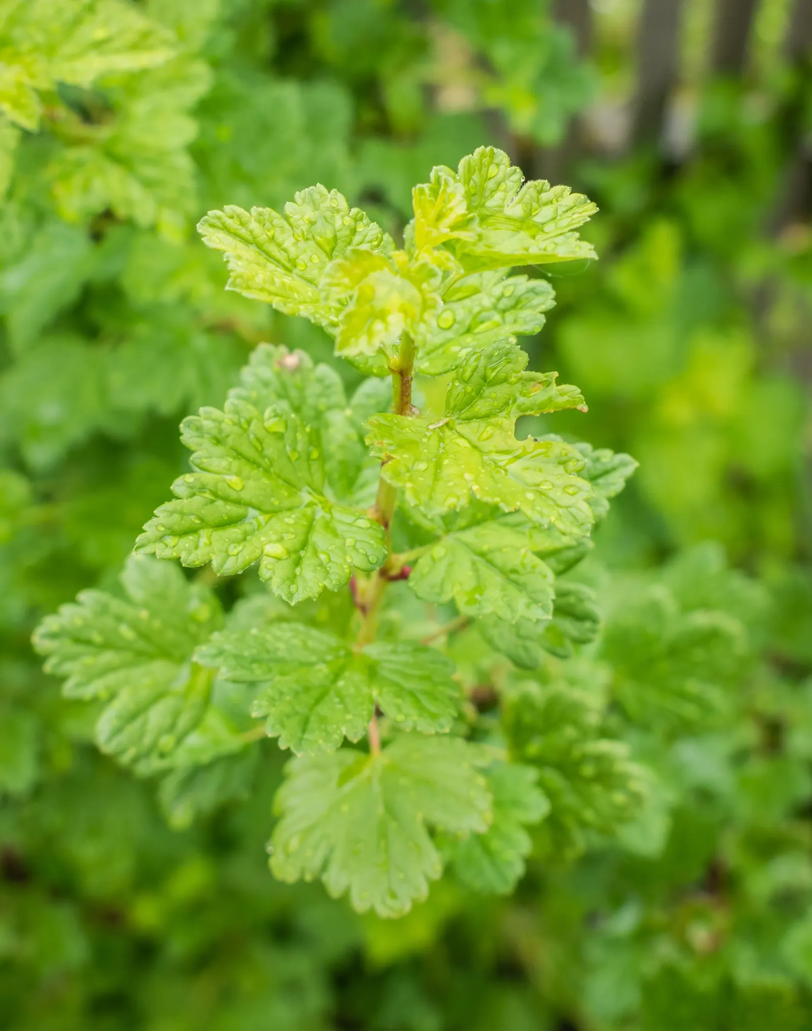 European Gooseberry (Ribes Uva-Crispa) — scientifically referred to as Ribes uva-crispa