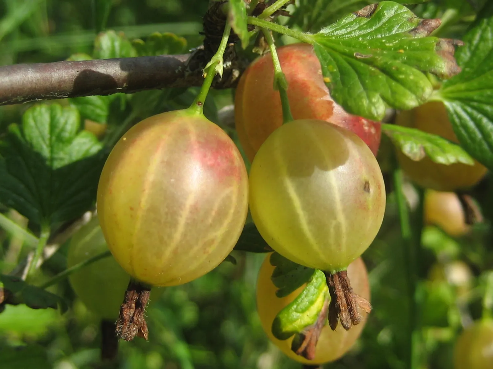 European Gooseberry (Ribes Uva-Crispa) — Ideal for cottage gardens or as part of an edible landscape; the berries are roughly 0.4 to 1 inch in diameter and can