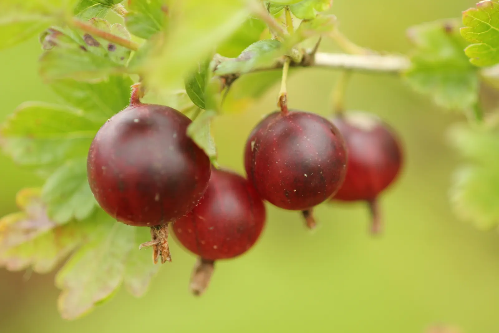 European Gooseberry (Ribes Uva-Crispa) — but is intolerant to waterlogged conditions; ribes uva-crispa requires regular watering, image 125