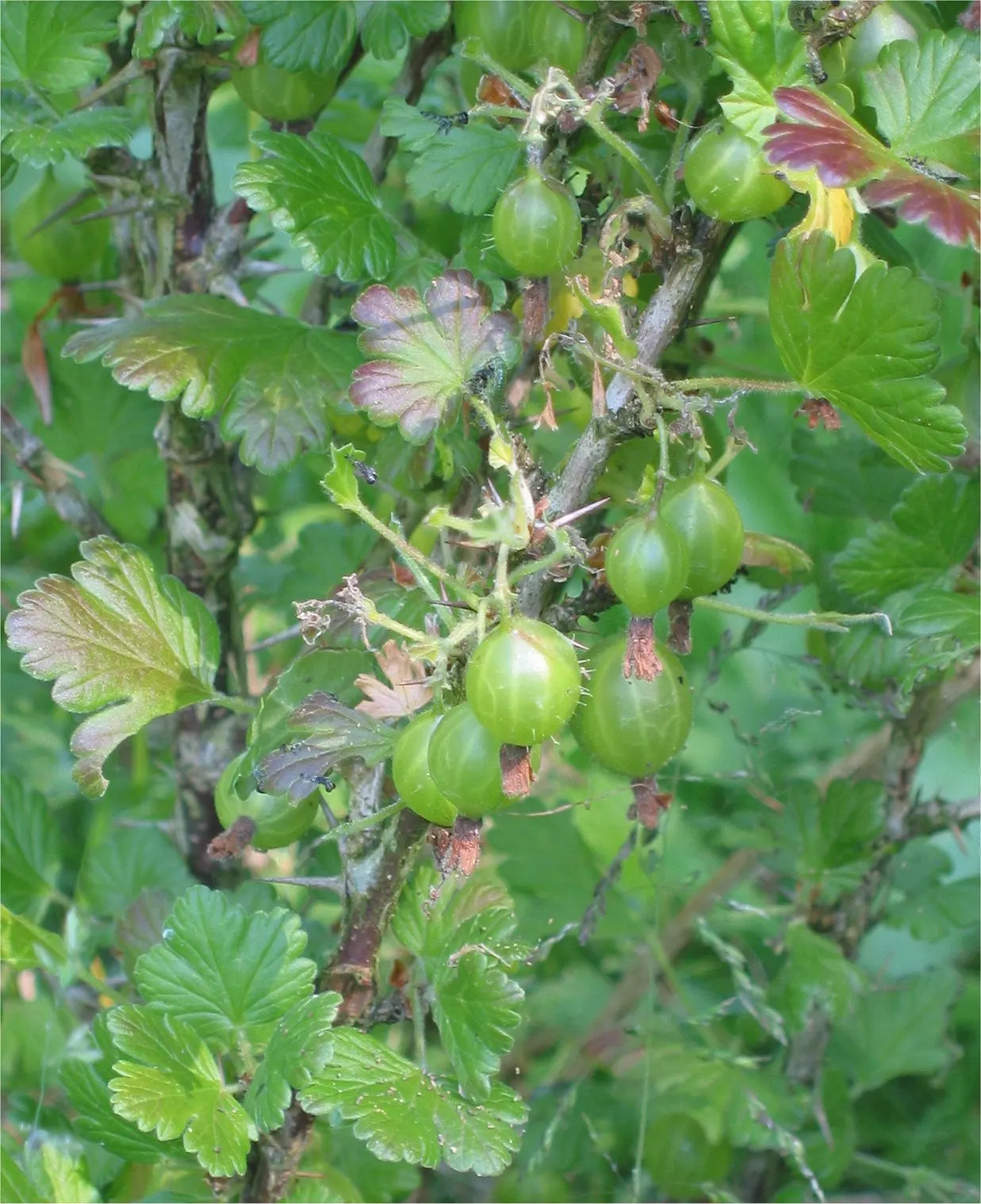 European Gooseberry (Ribes Uva-Crispa) — The berries are roughly 0.4 to 1 inch in diameter and can range from green to red or purple when ripe; shrub for half