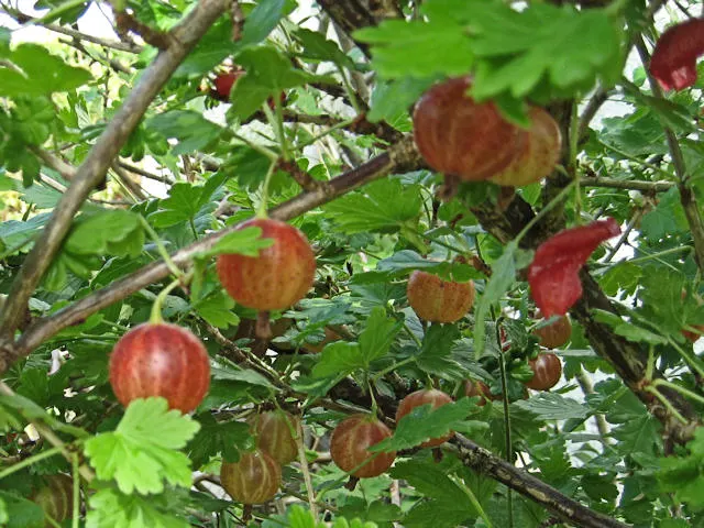 European Gooseberry (Ribes Uva-Crispa) — Growing to about 3-5 ft tall and wide