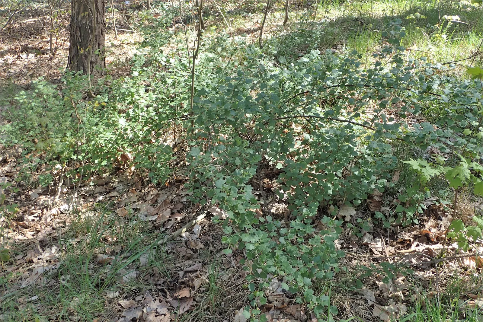 European Gooseberry (Ribes Uva-Crispa) — The spacing between plants should be about 4 to 5 feet to ensure adequate air circulation; this hardy, image 73